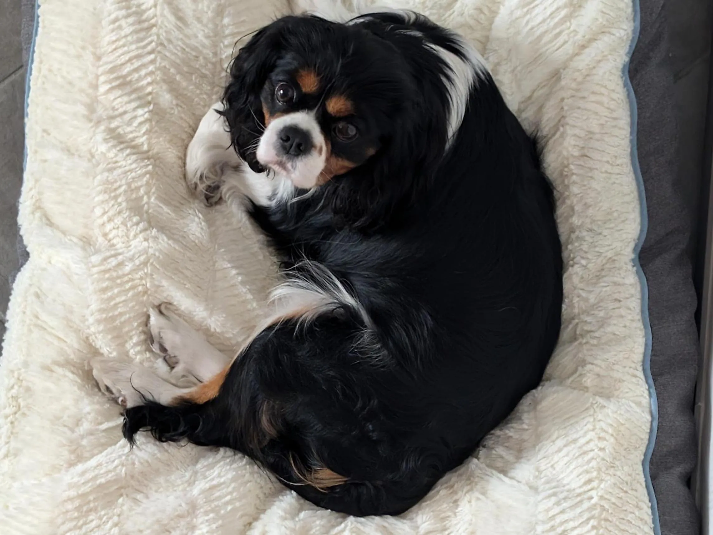 Pets in Apple Lemonade B&B