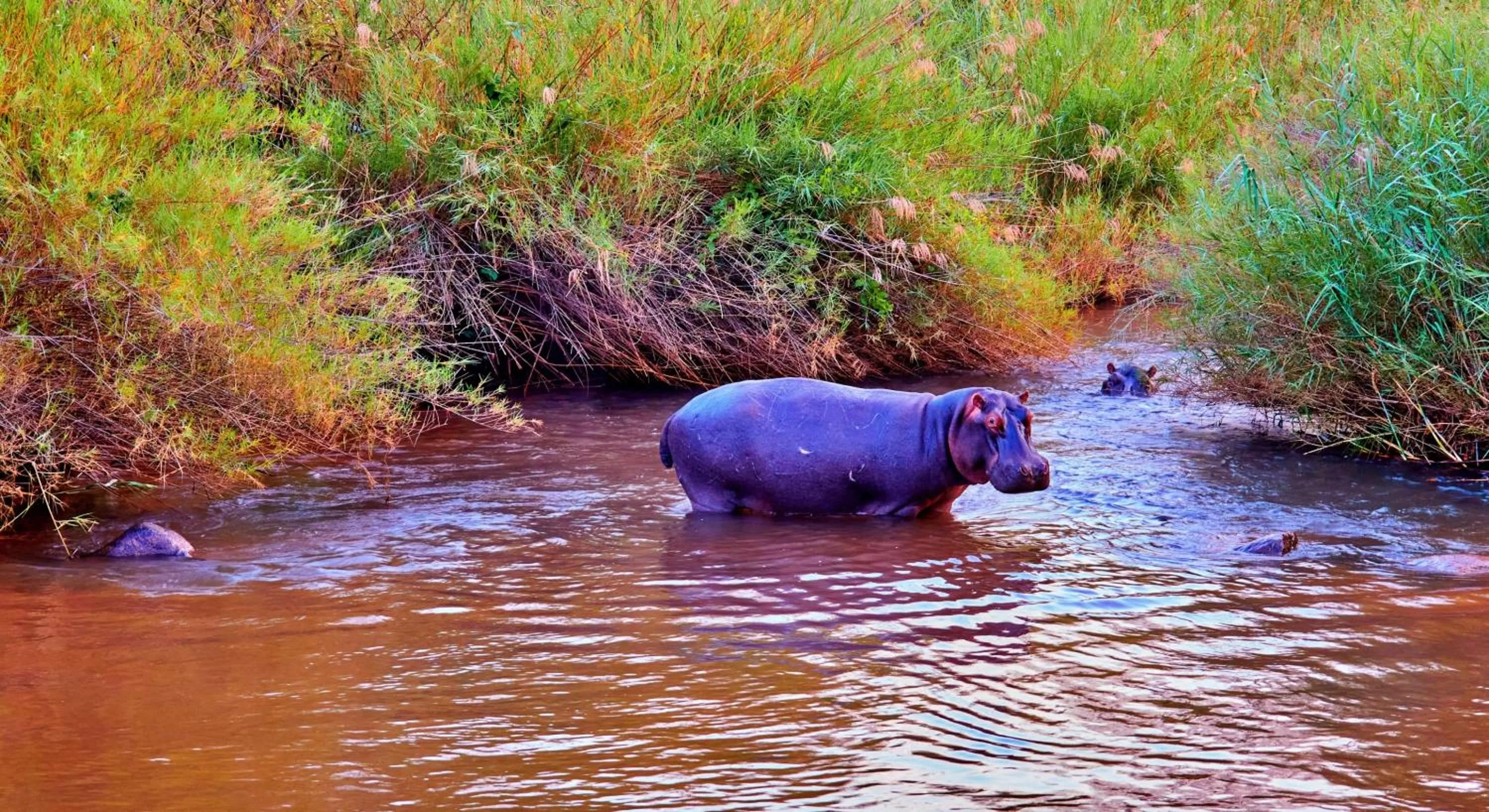 Animals in Sanbonani Hotel