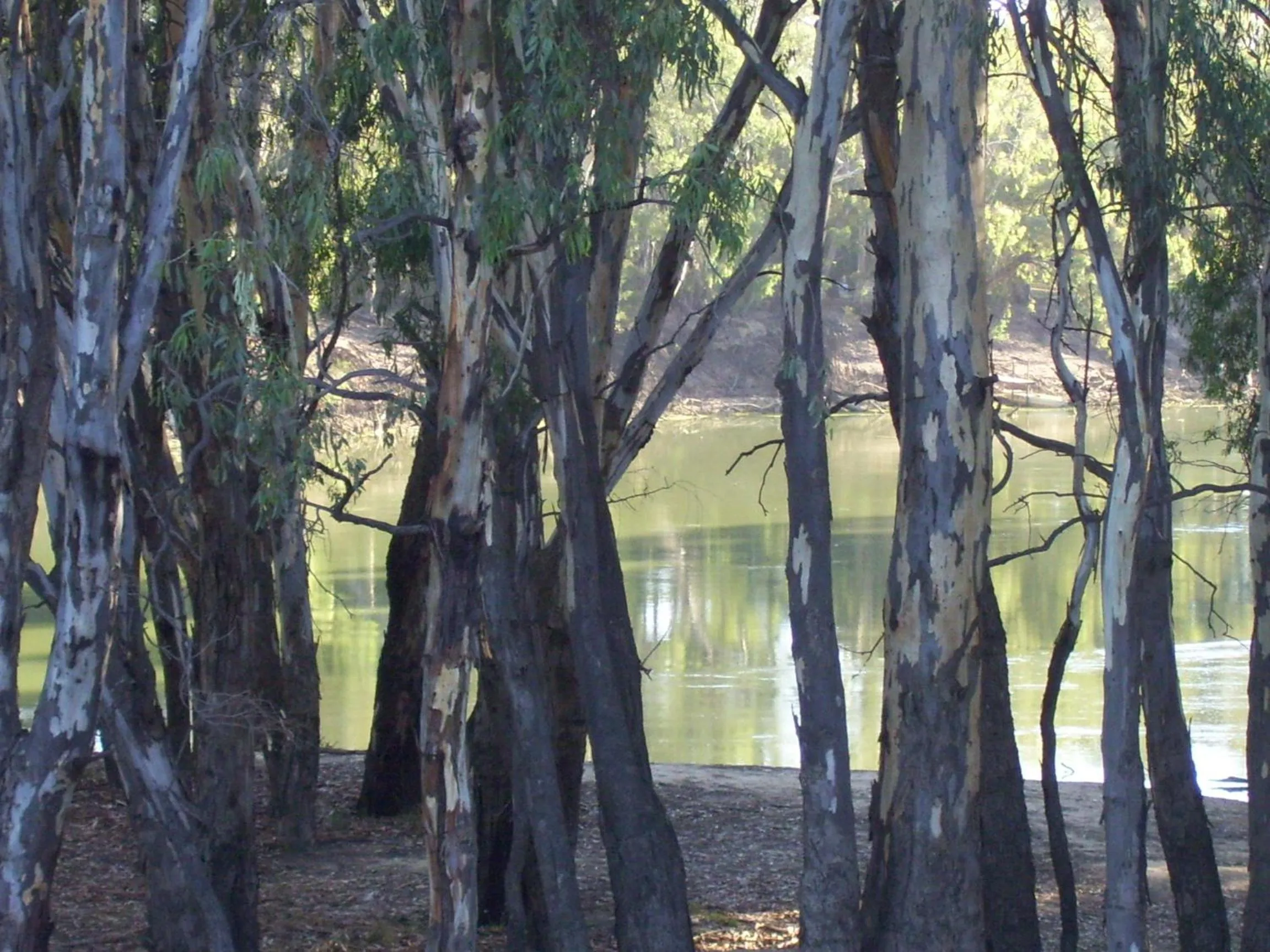 View (from property/room) in Murray Waters Motor Inn & Apartments