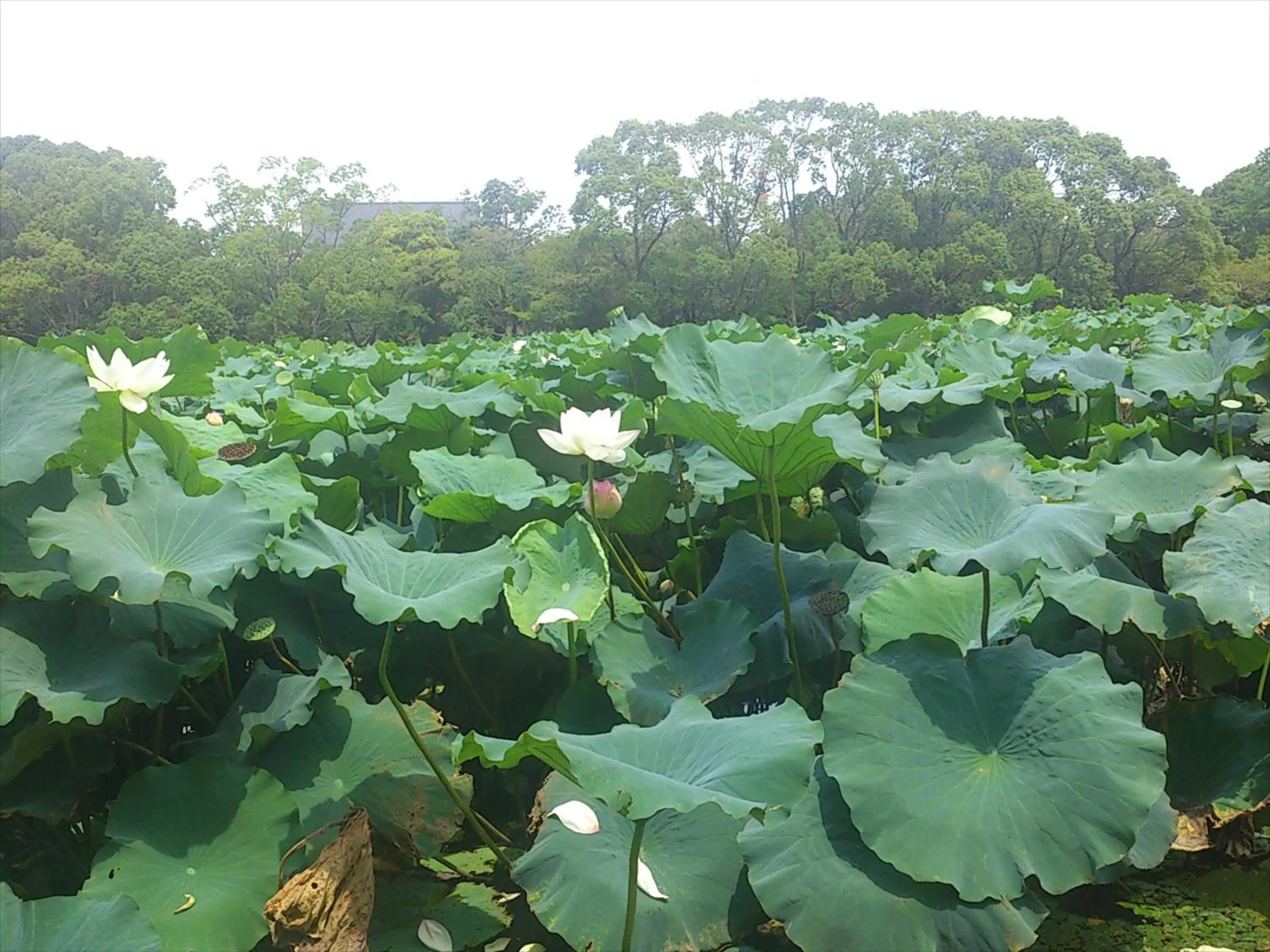 Off site in Hotel New Otani Saga