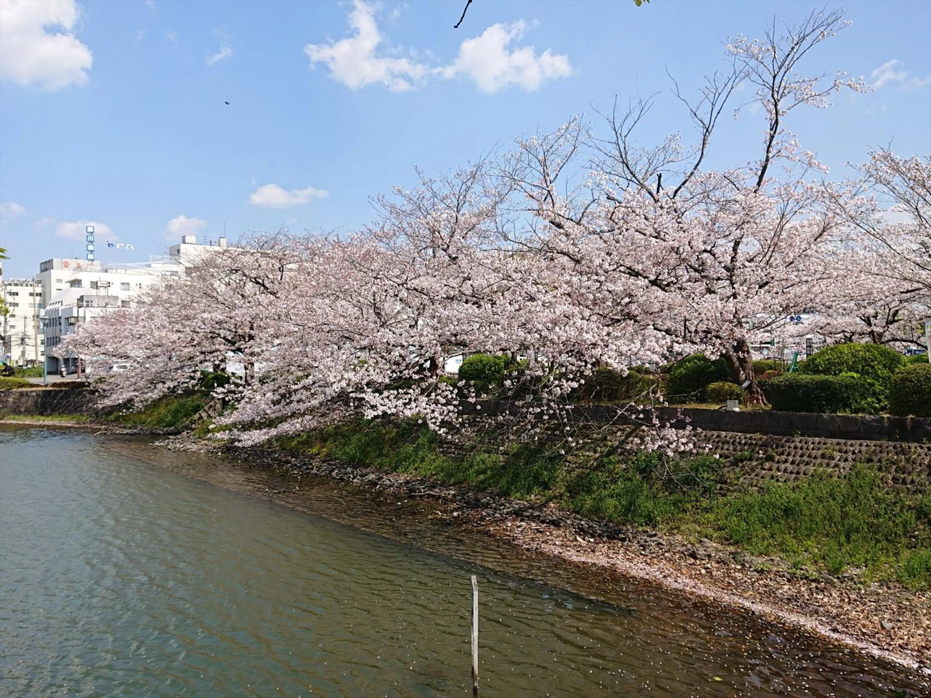 Spring in Hotel New Otani Saga