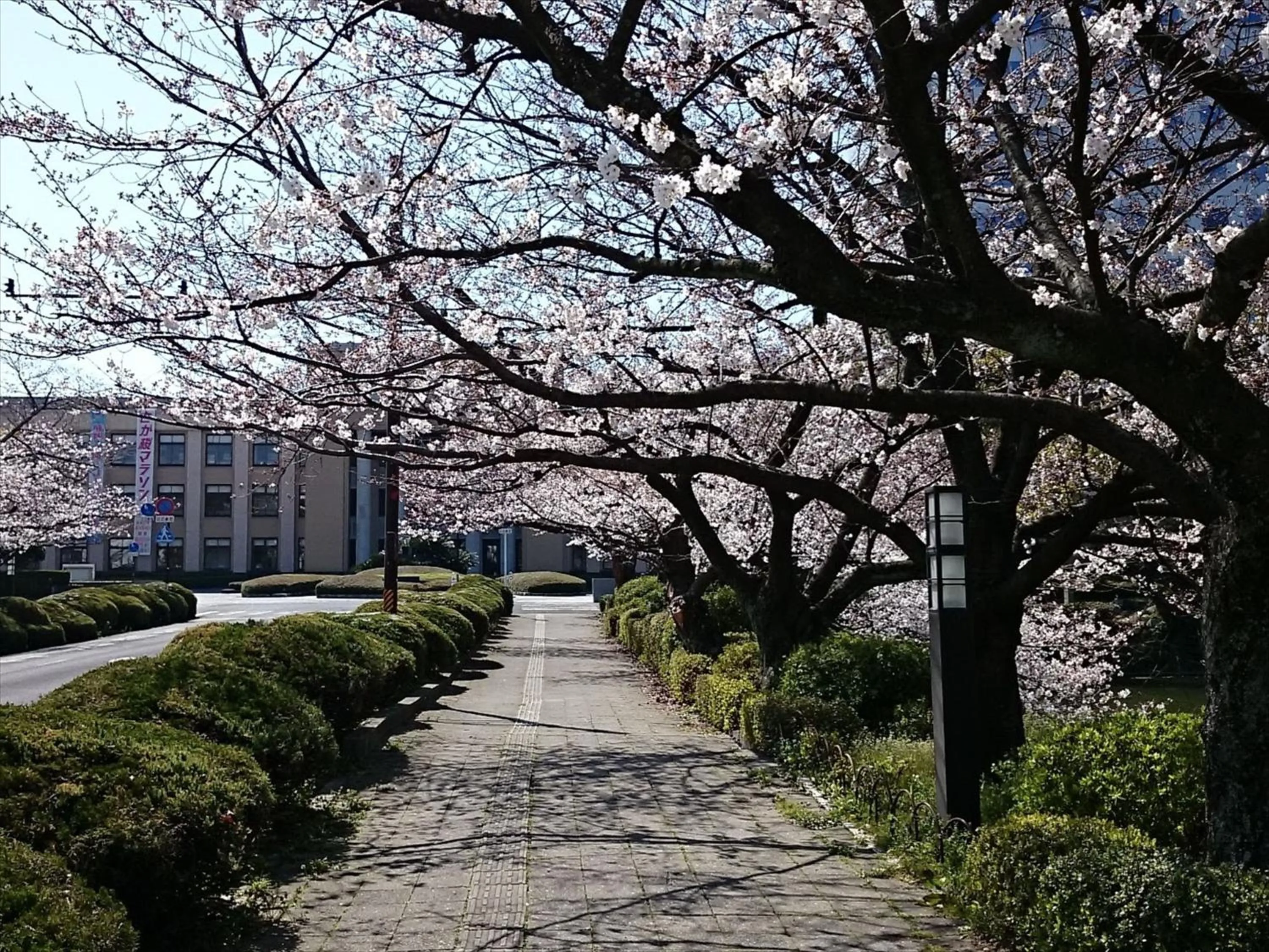 Spring in Hotel New Otani Saga