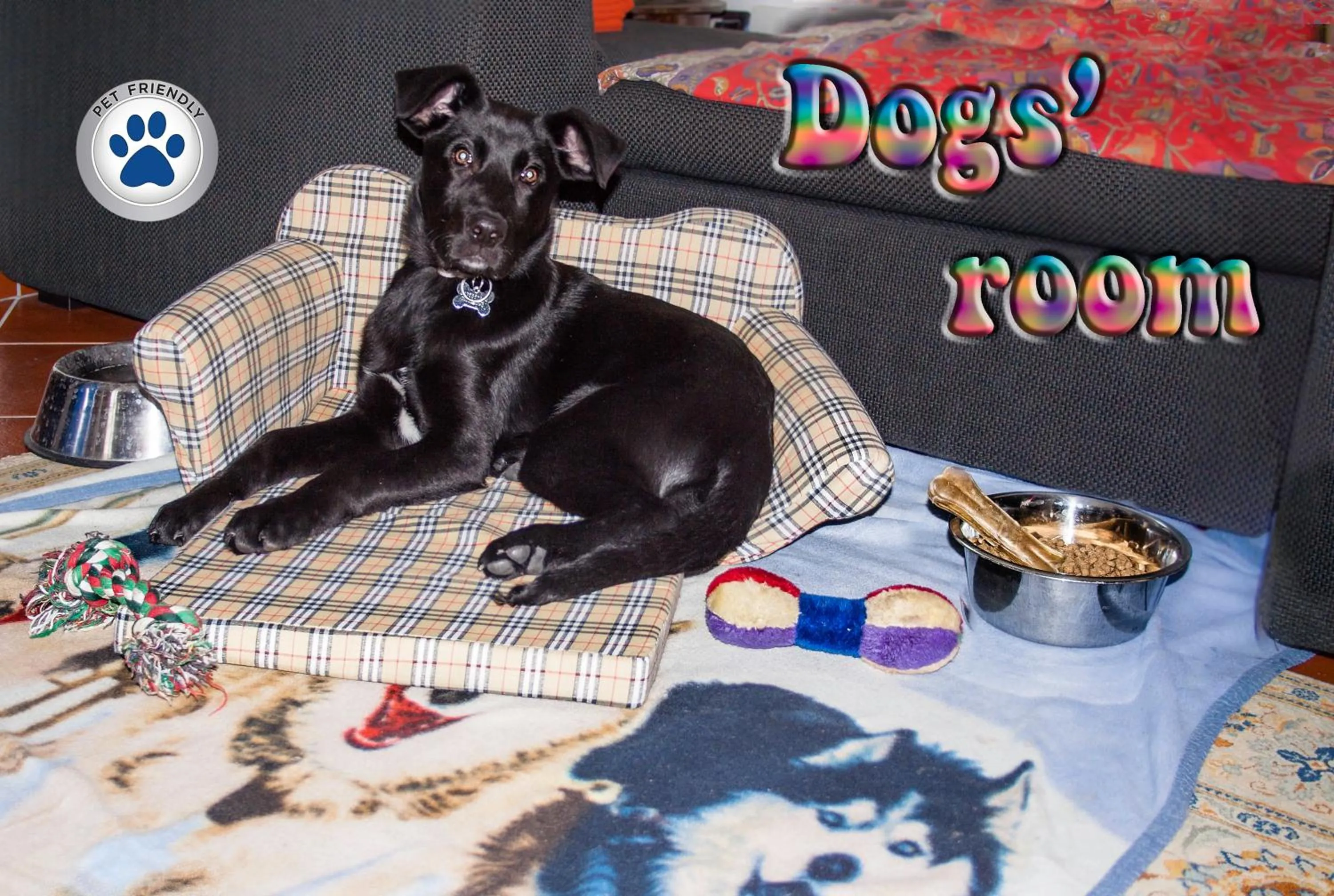 Pets in Trilly Bed & Breakfast