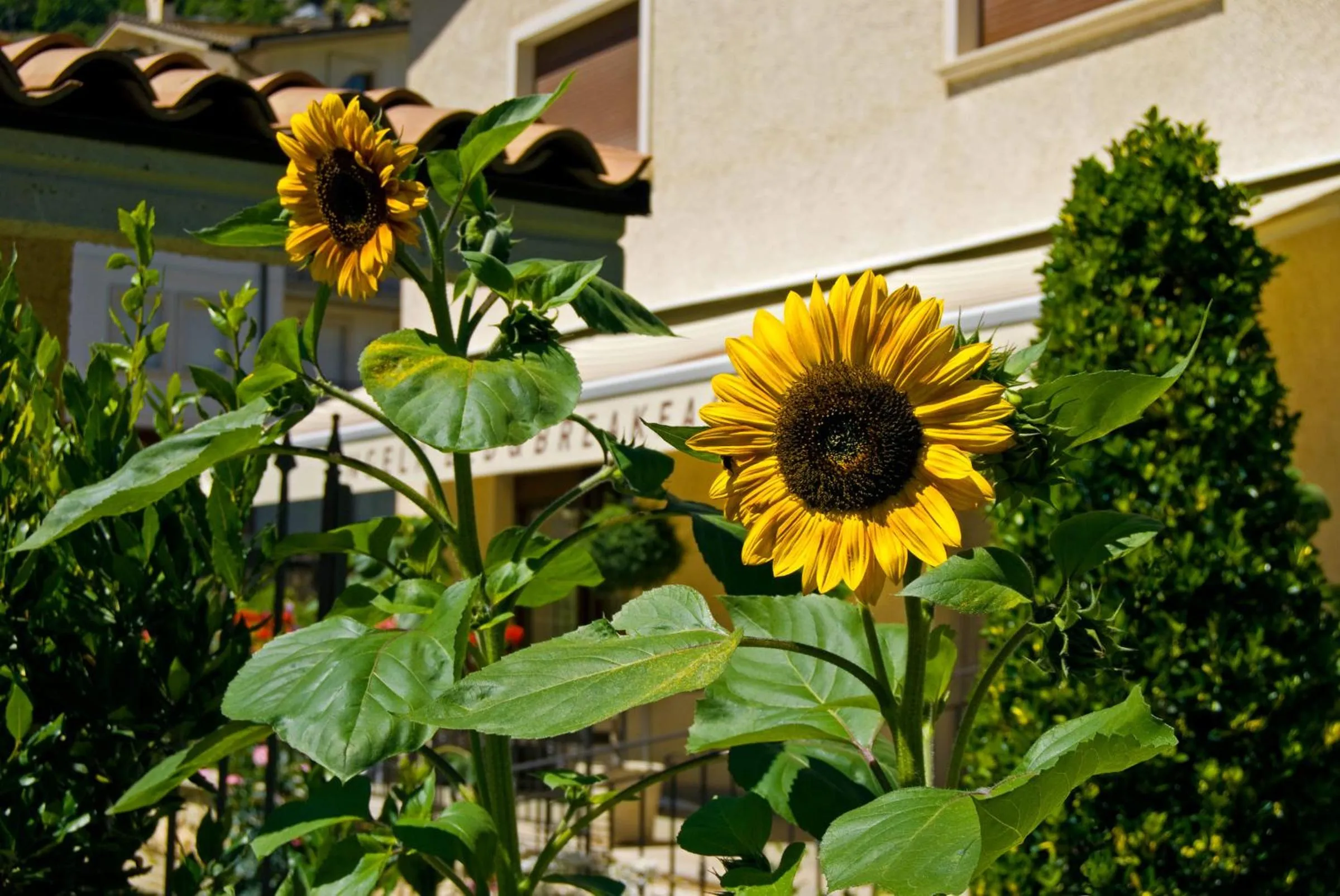 Decorative detail in B&B Angela