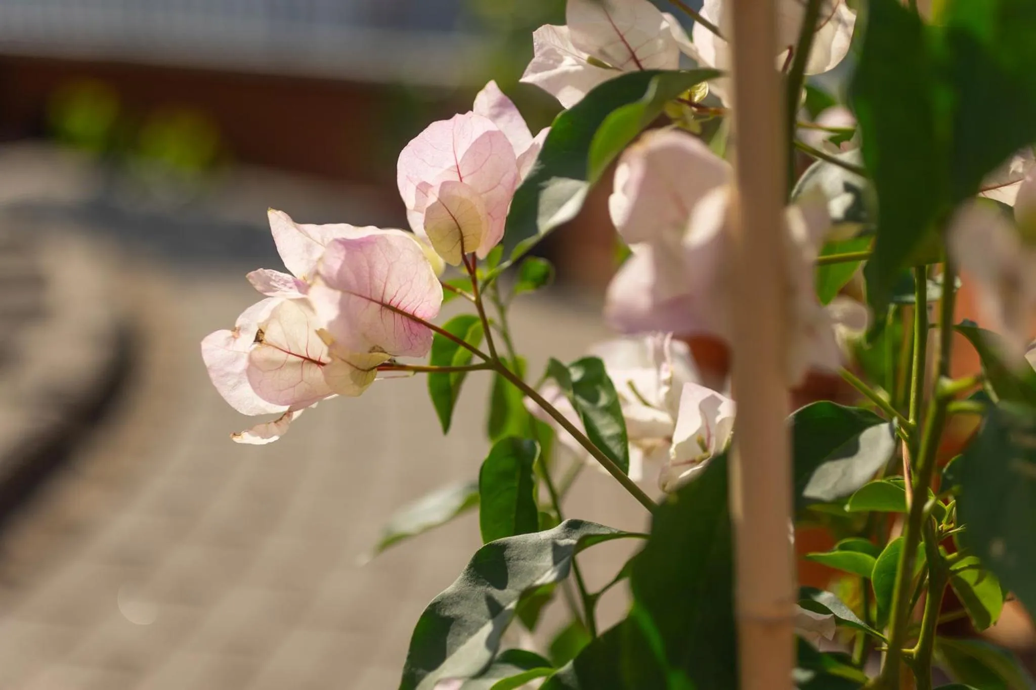 Garden in Rooftop City Residence