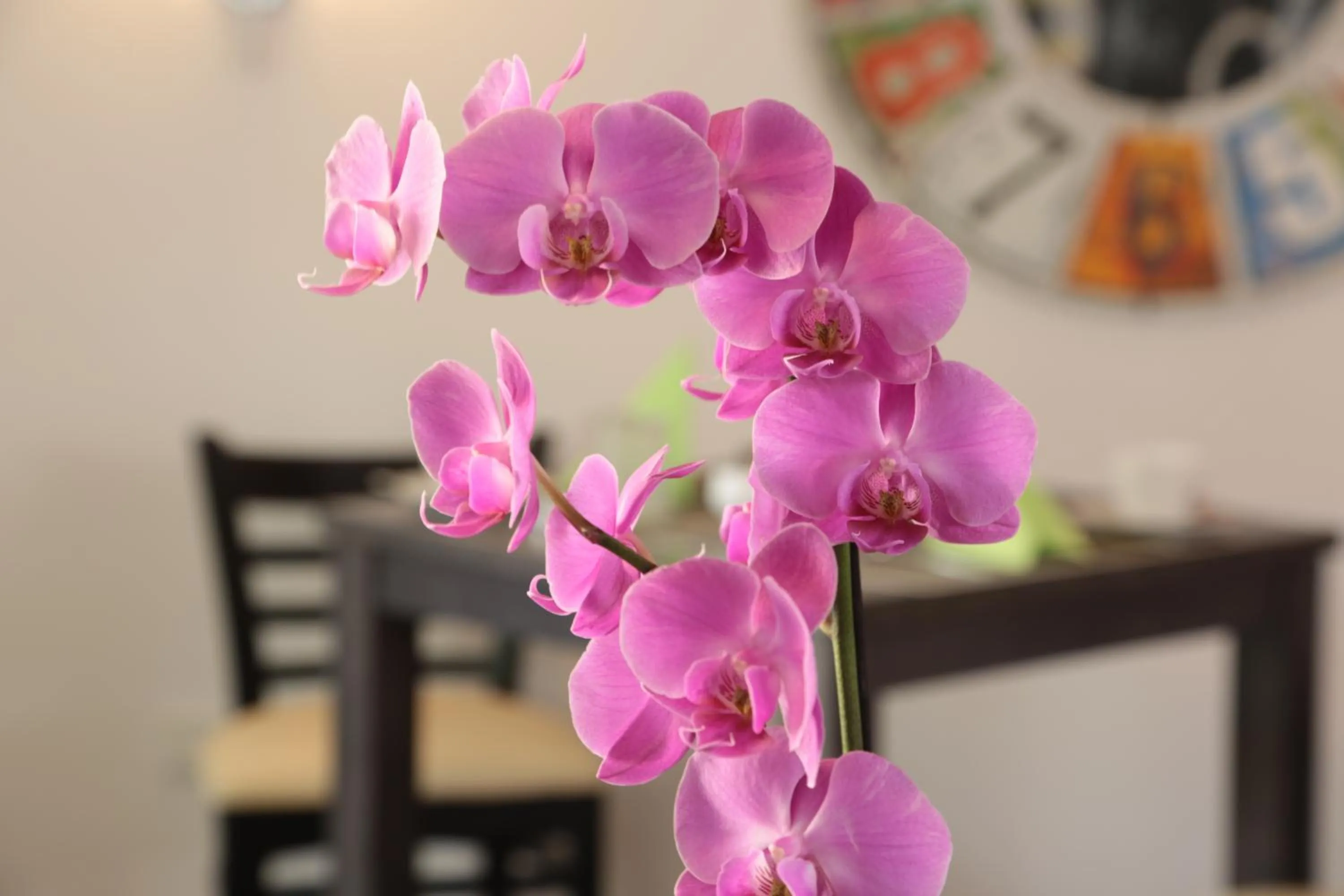 Garden in Hotel am Marktplatz