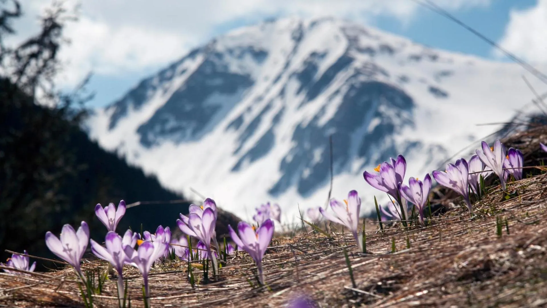 Spring in Hotel Rzemieślnik Zakopane