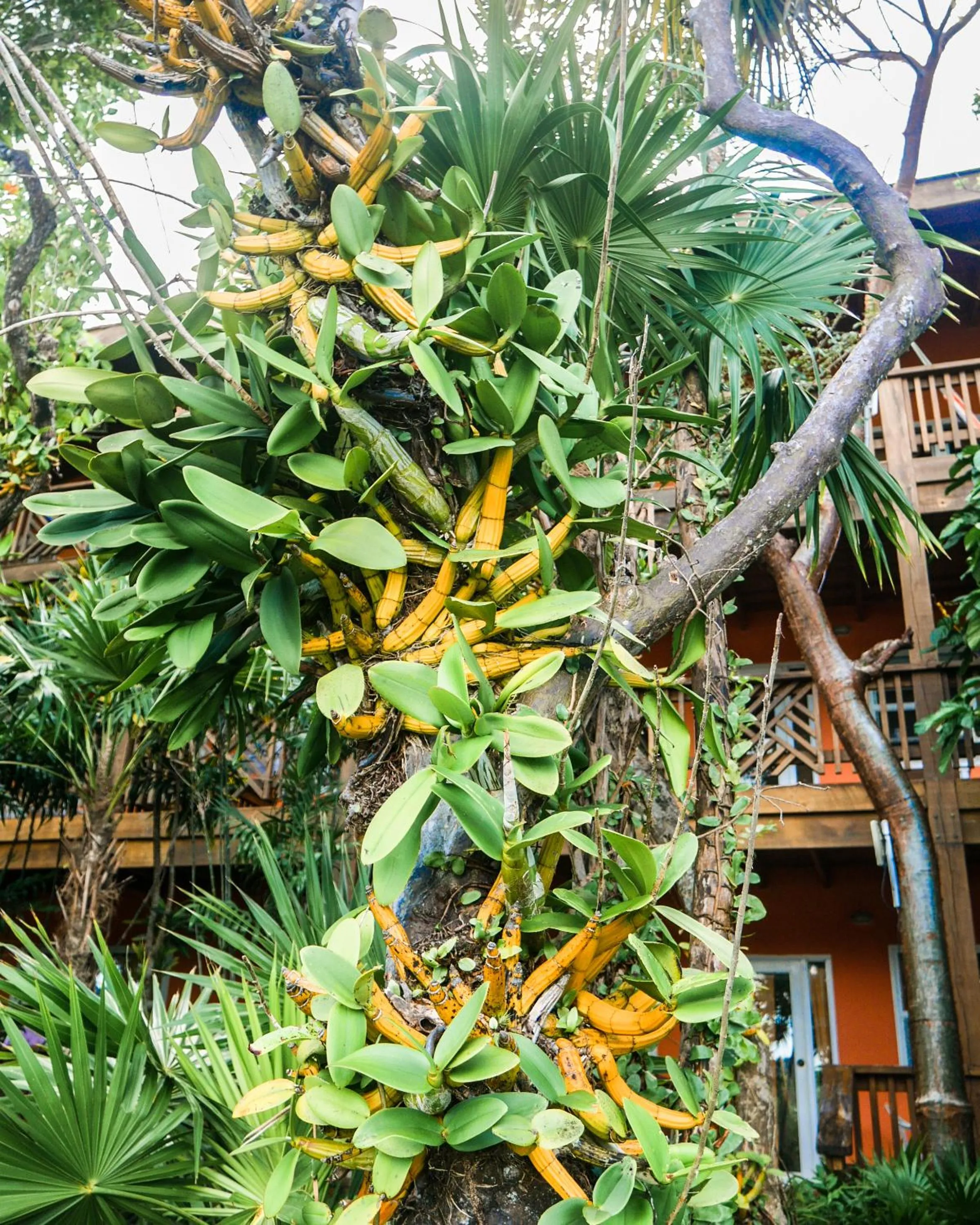 Property building in Hotel Posada Las Orquídeas,West End