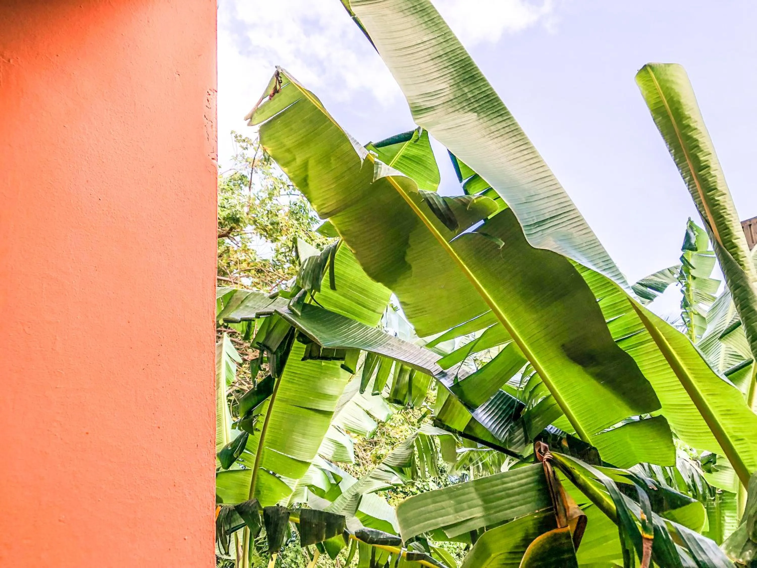 Garden in Hotel Posada Las Orquídeas,West End