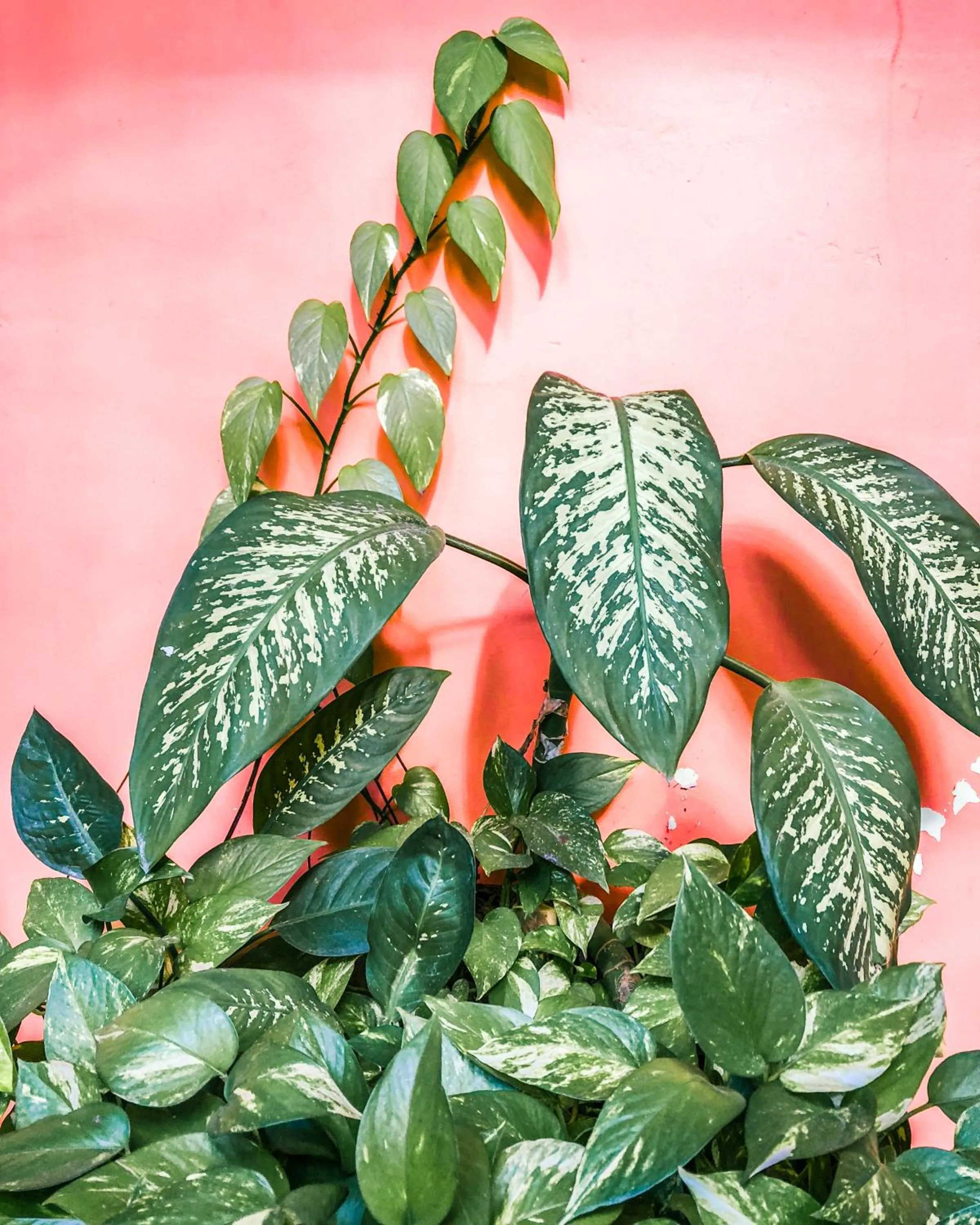 Garden in Hotel Posada Las Orquídeas,West End
