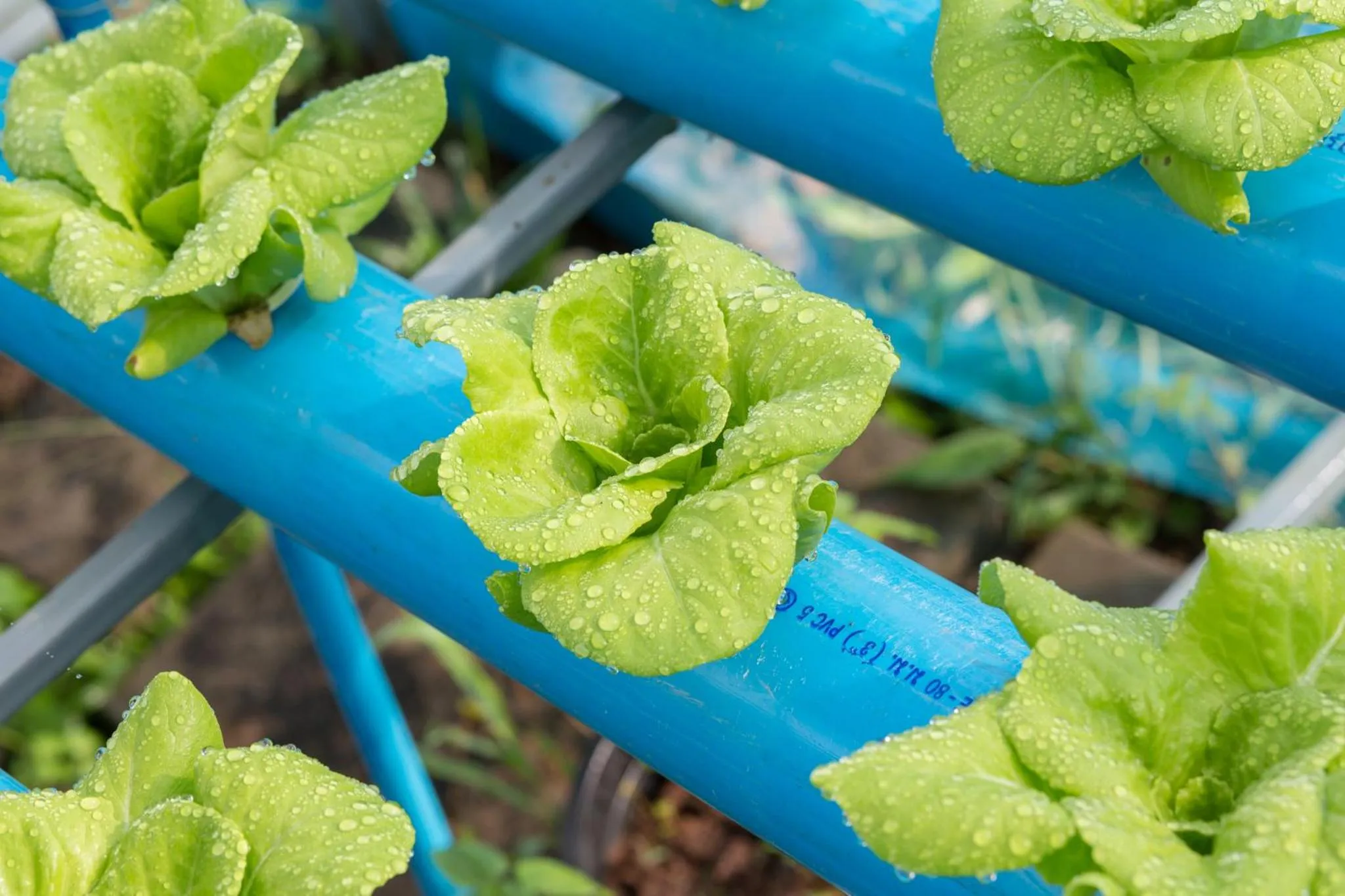 Other in Phoomtada Homestay