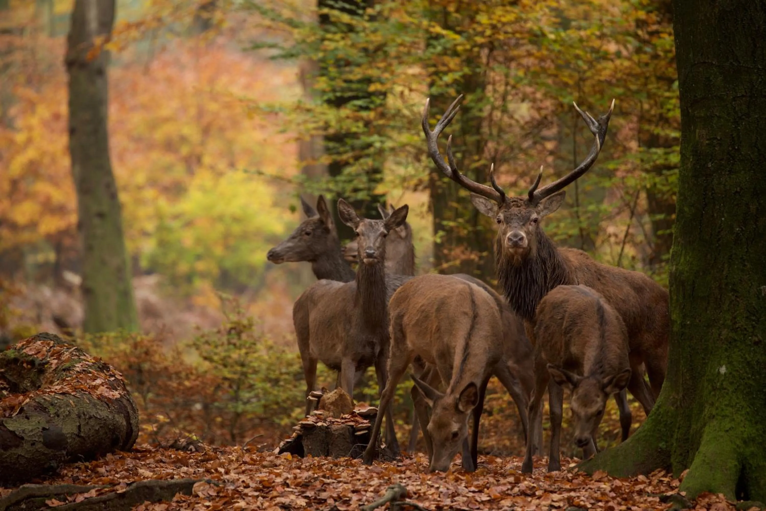 Natural landscape in 't Witte Hoes