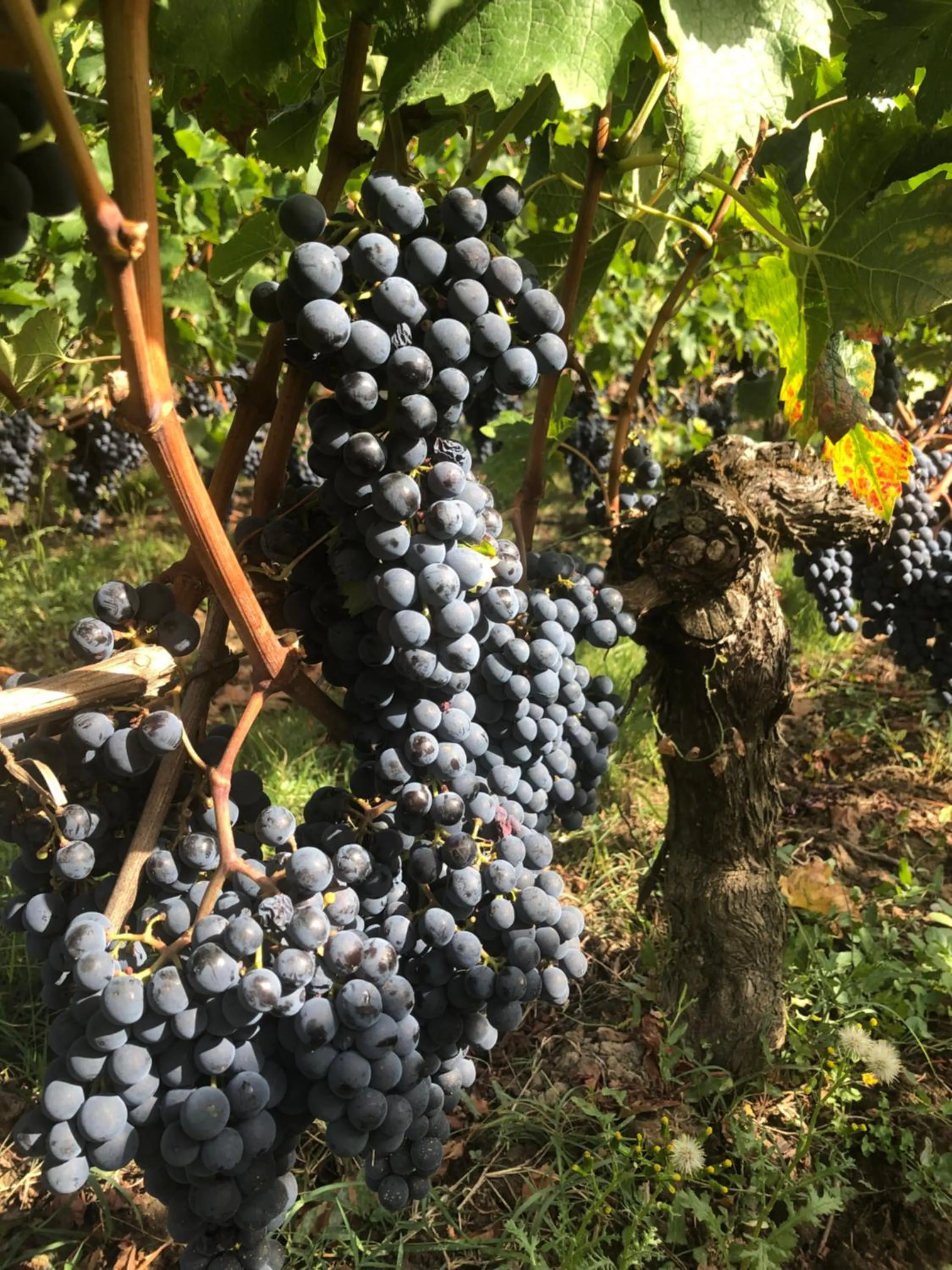 Garden in La Gomerie Chambres d'Hotes