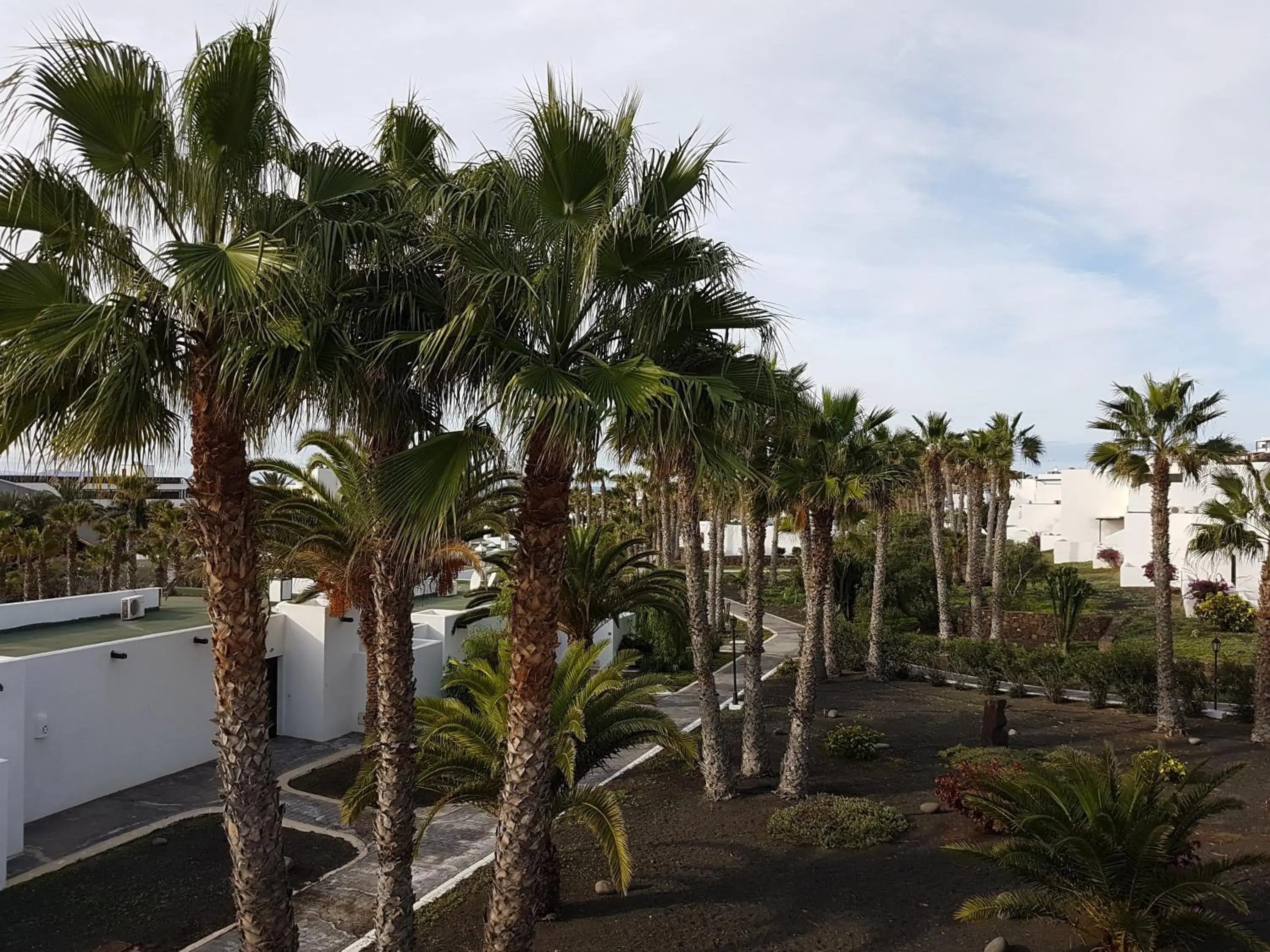 Bird's eye view in Palmeras Garden Bird's eye view in Palmeras Garden