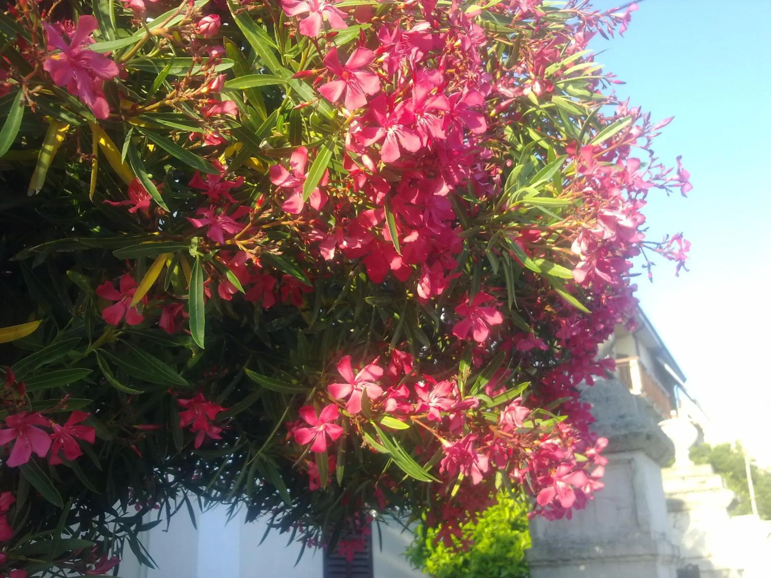 Eco B&B I Due Oleandri