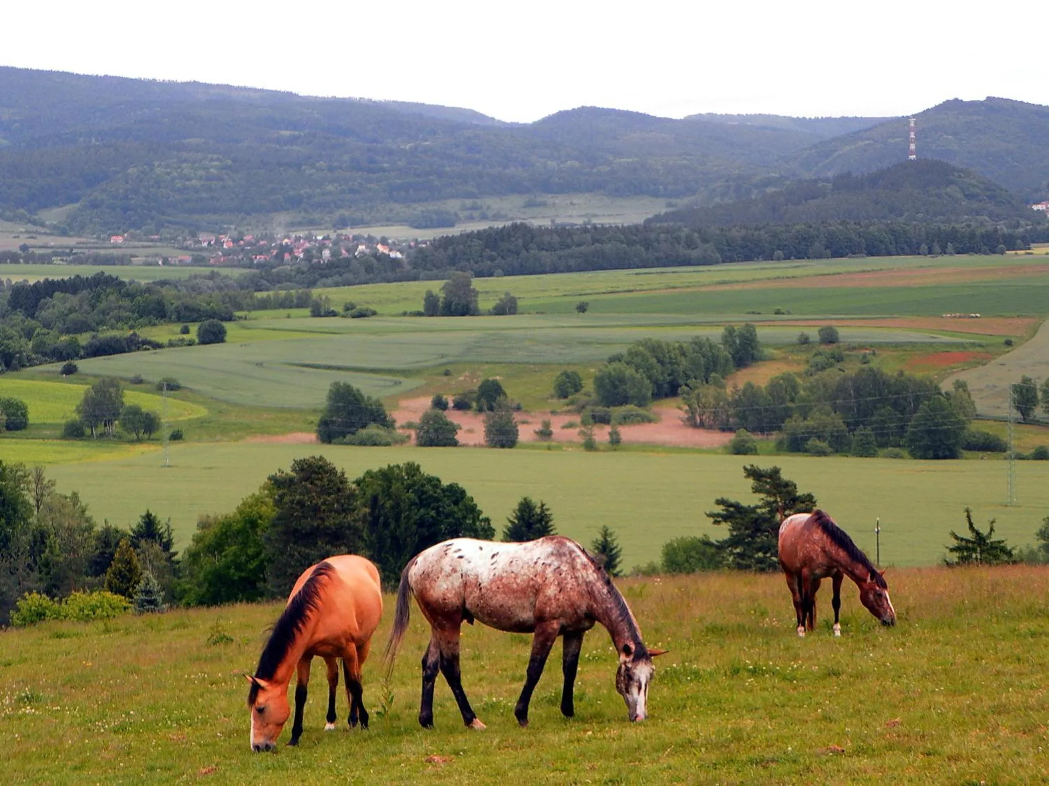 Summer in Penzion Bor