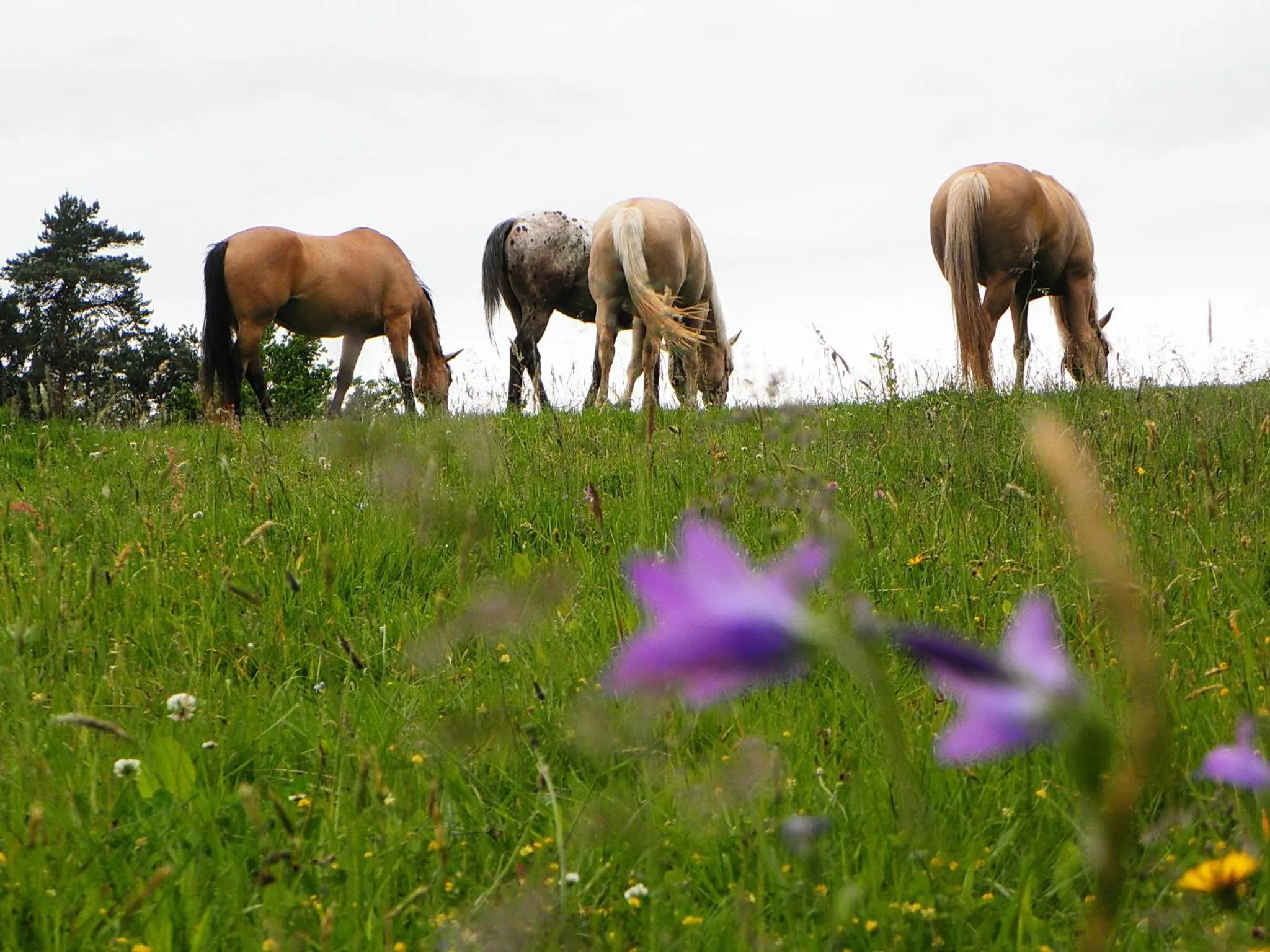 Horse-riding in Penzion Bor