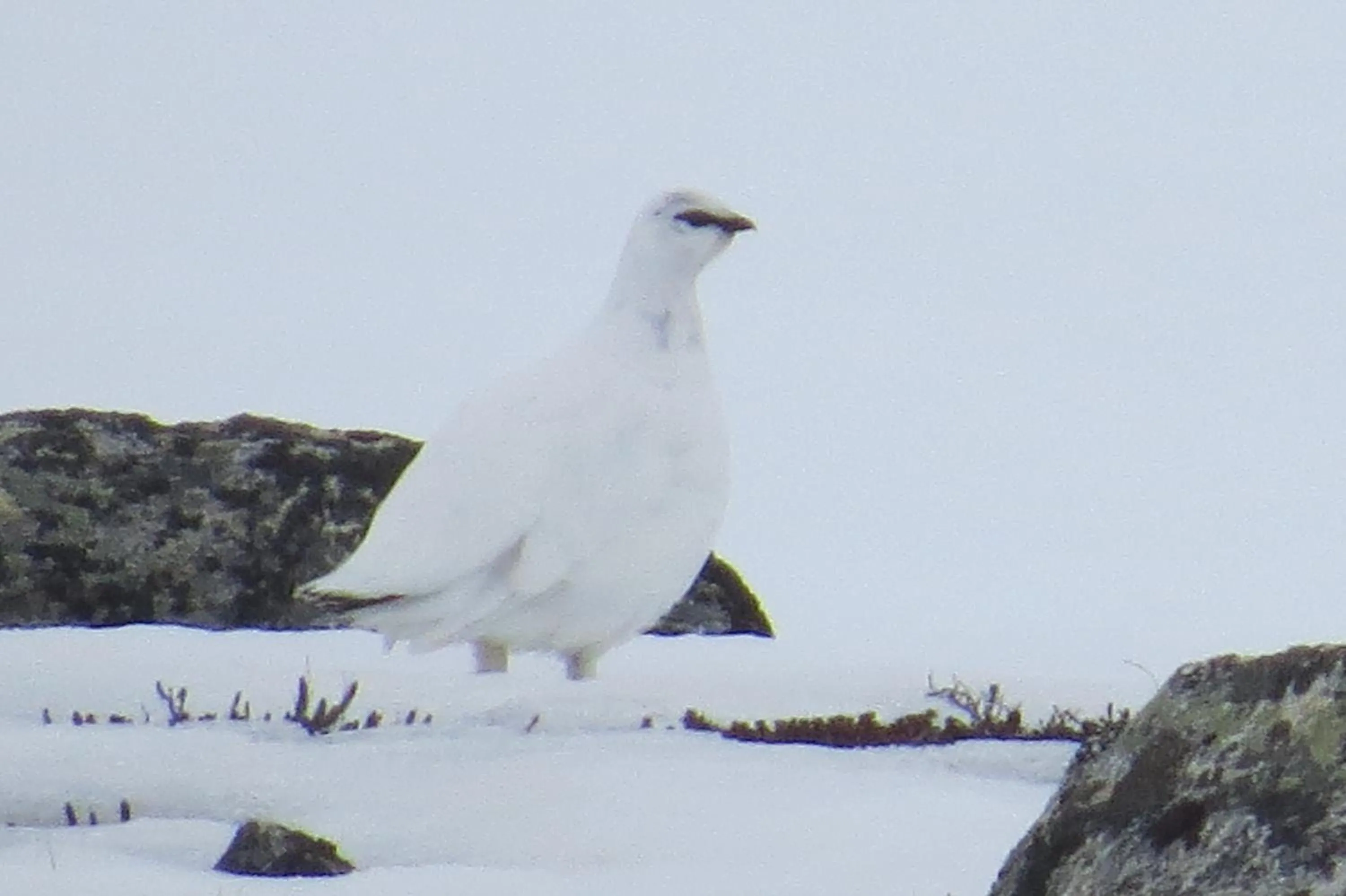 Animals in Arctic Polar Holiday Village