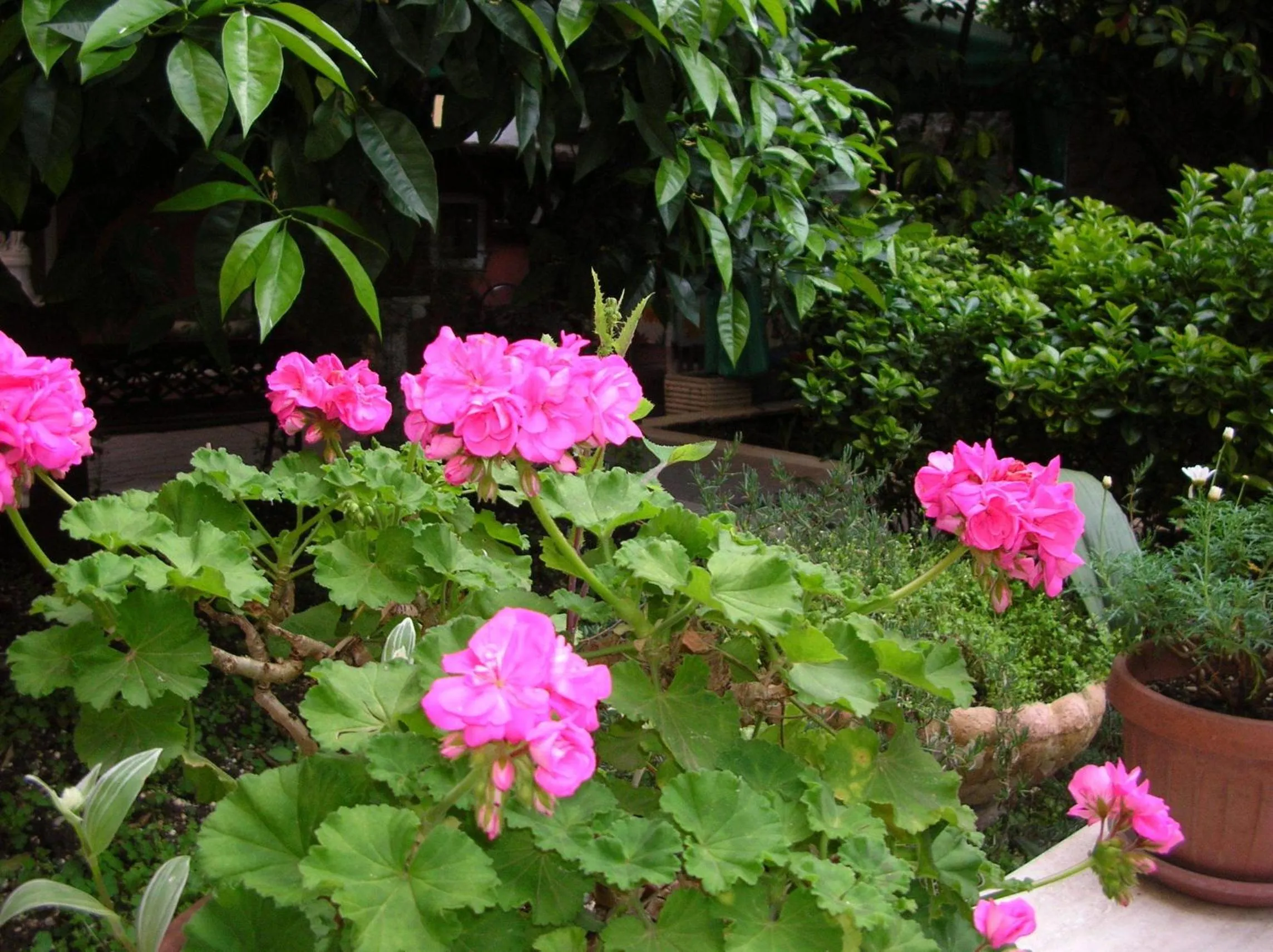 Patio in Gioia Guest House