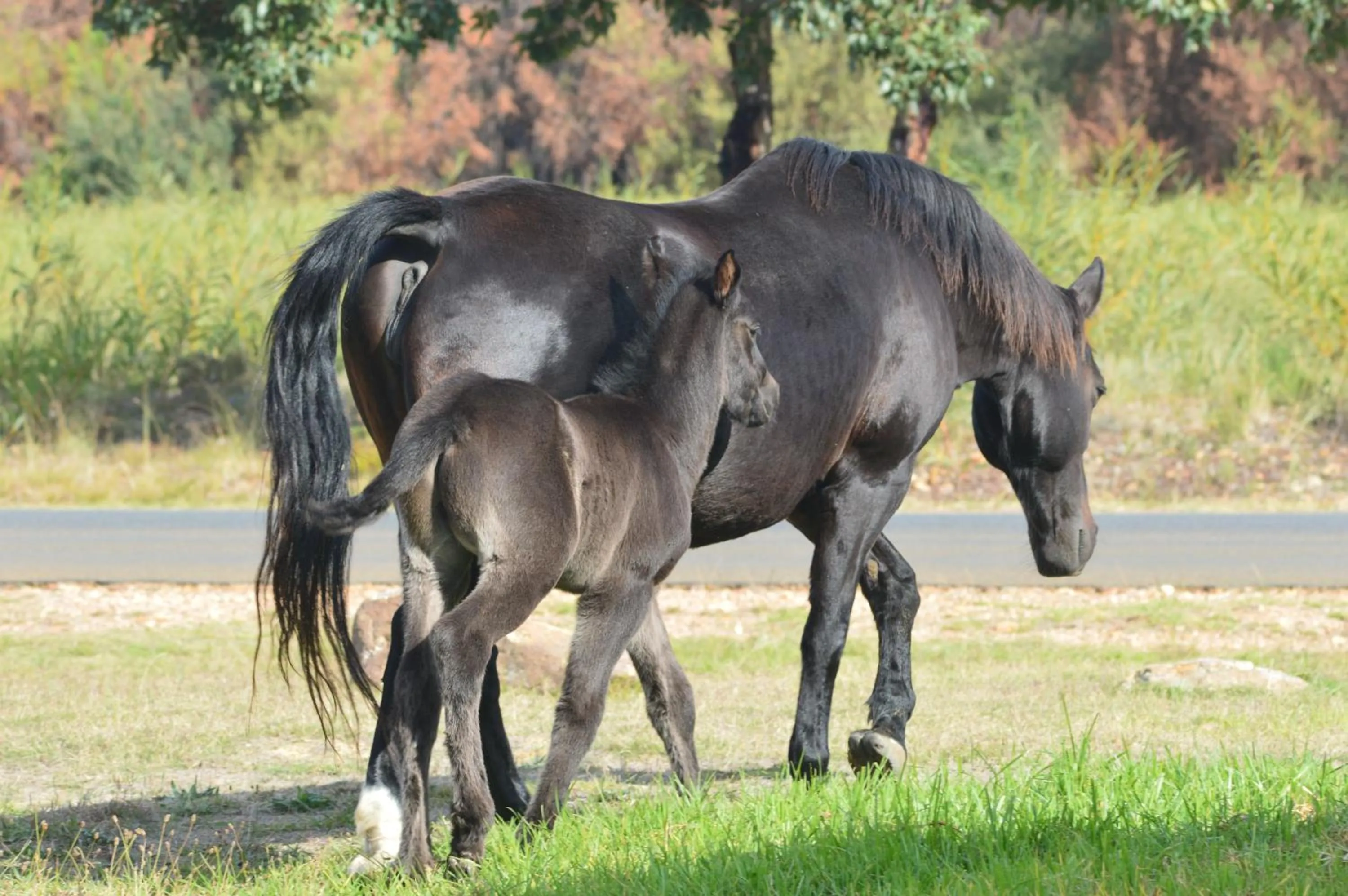 Off site in Fisherhaven Travellers Lodge