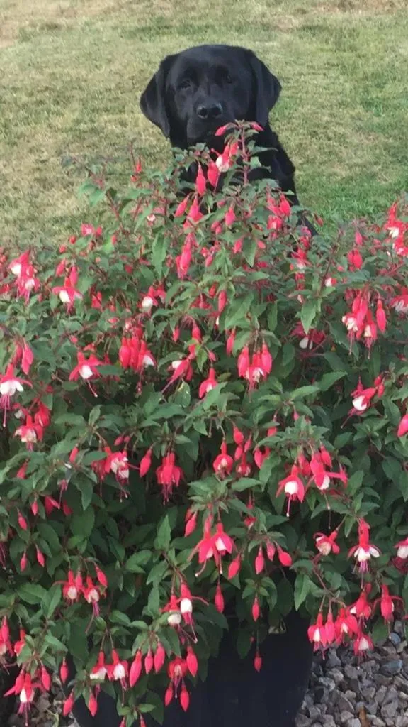 Pets in Torbeag House