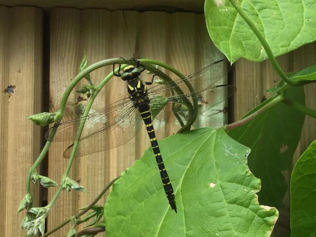 Garden in Torbeag House
