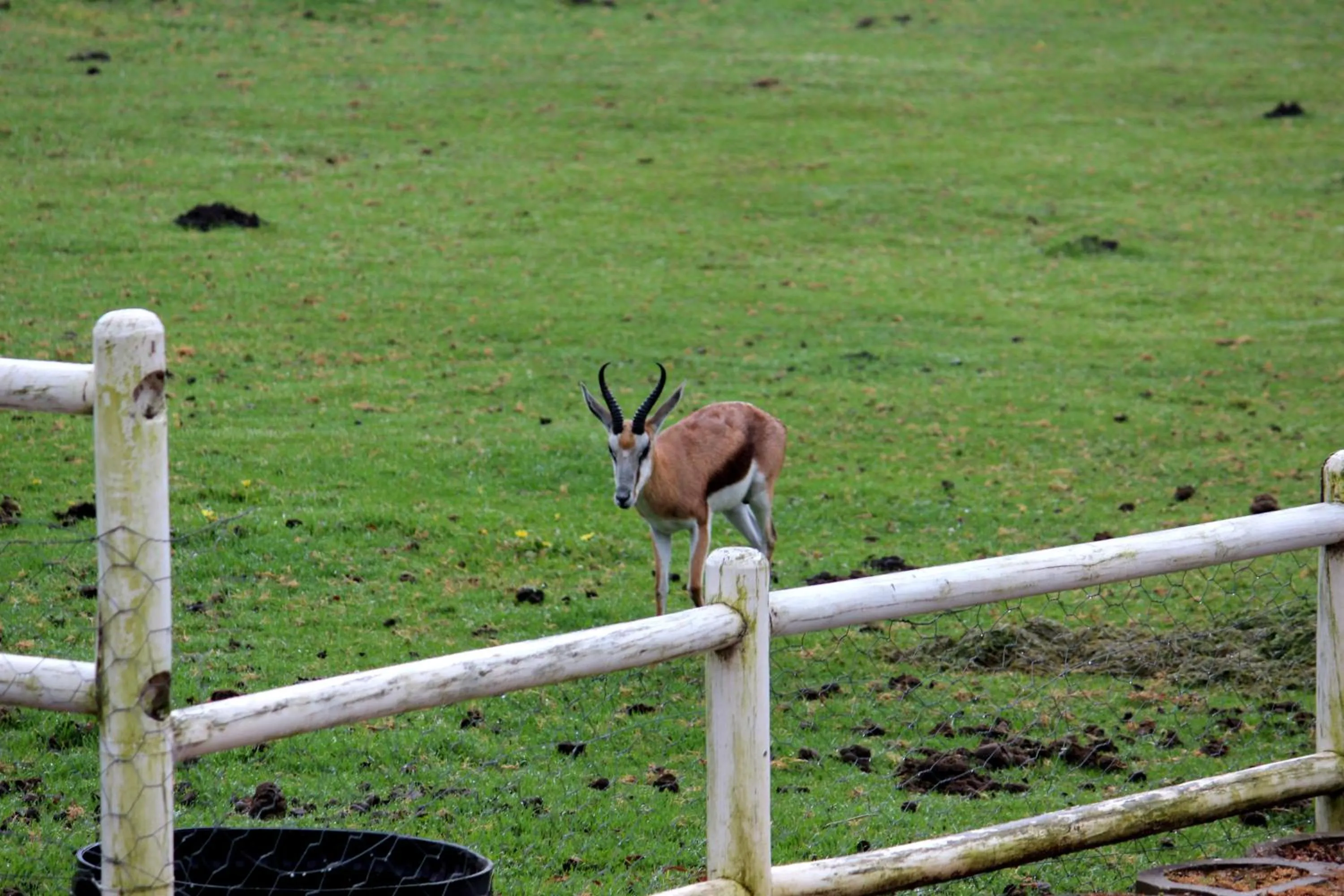 Animals in Assegaaibosch Country Lodge