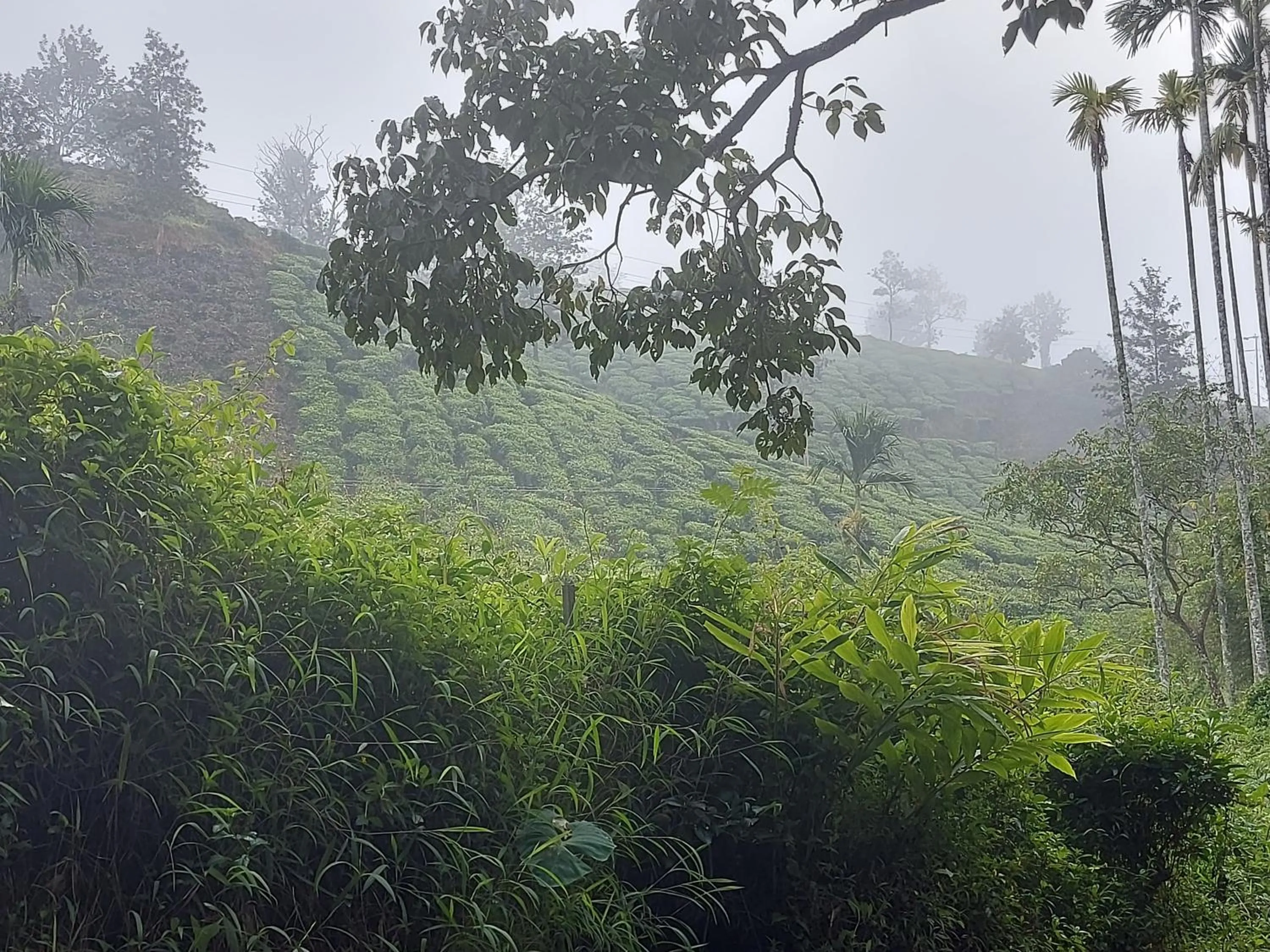 Garden in B'camp Resorts & Homestays