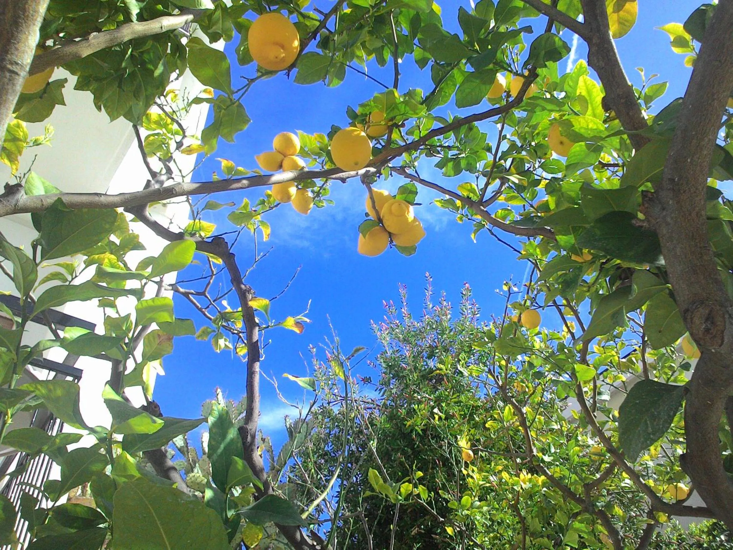 Garden in Residence La Carruba