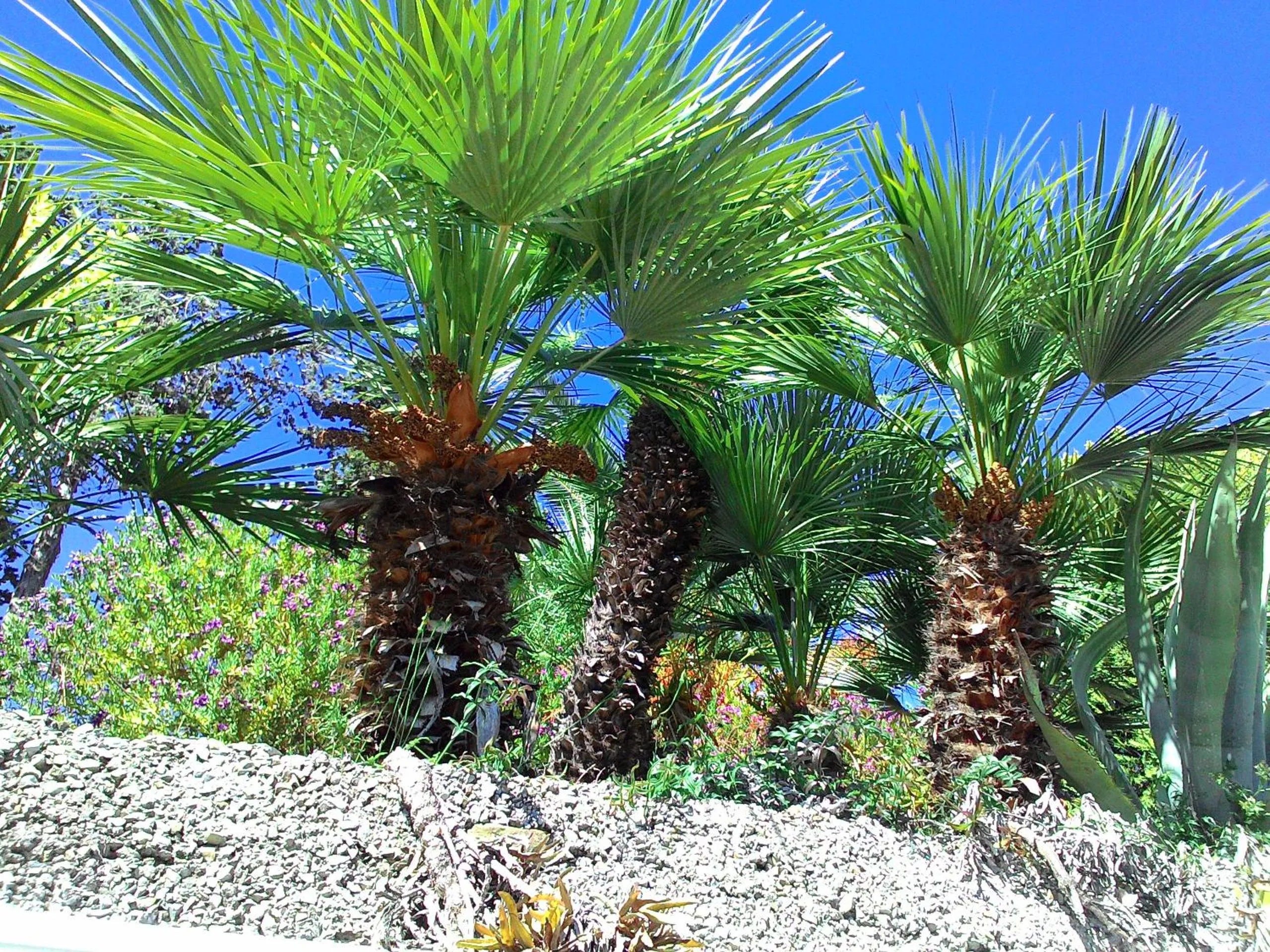 Garden in Residence La Carruba