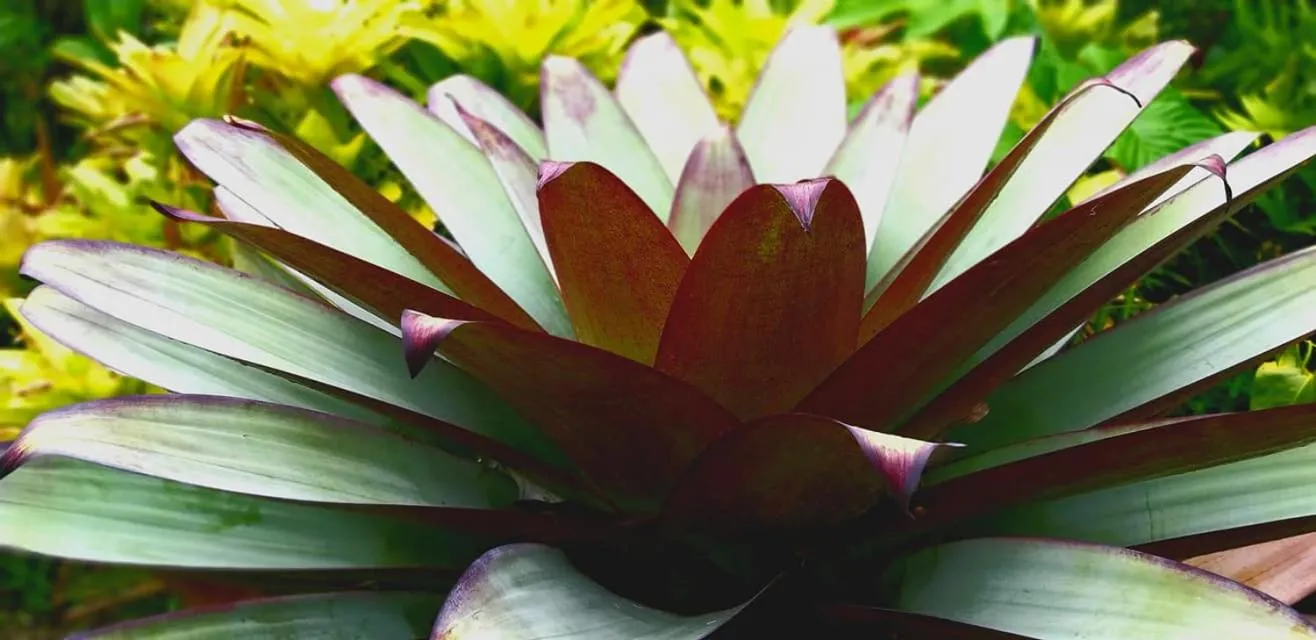 Garden in SCHUMANN'S RESORT & PARK