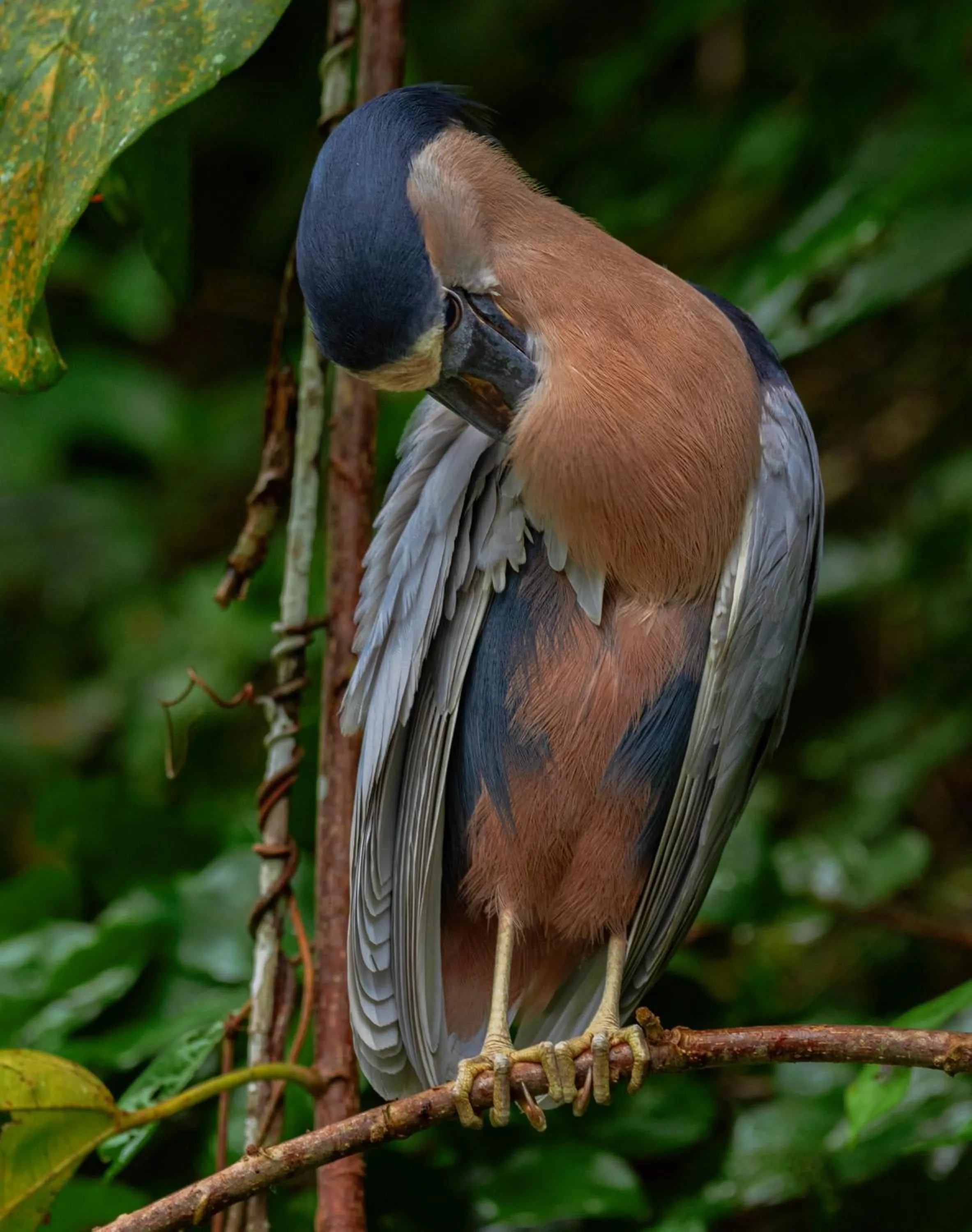 Animals in Carey Lodging