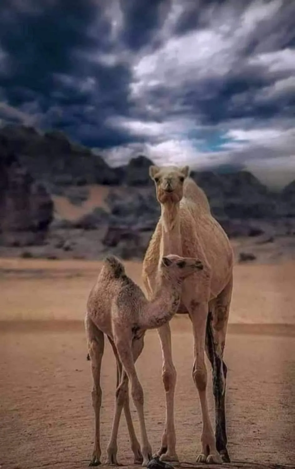 Activities in Mirage Camp Wadi Rum