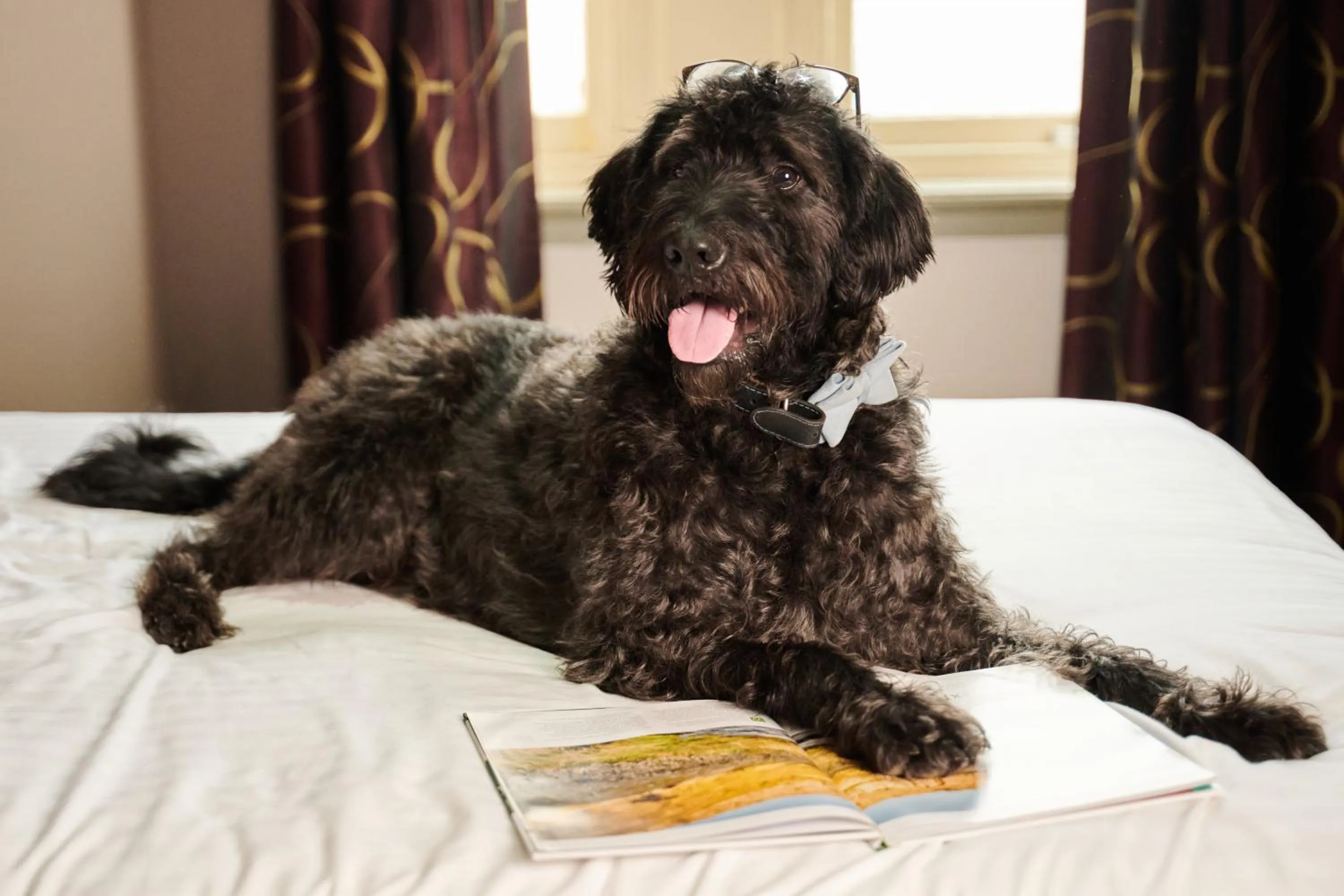 Pets in The Rutland Hotel