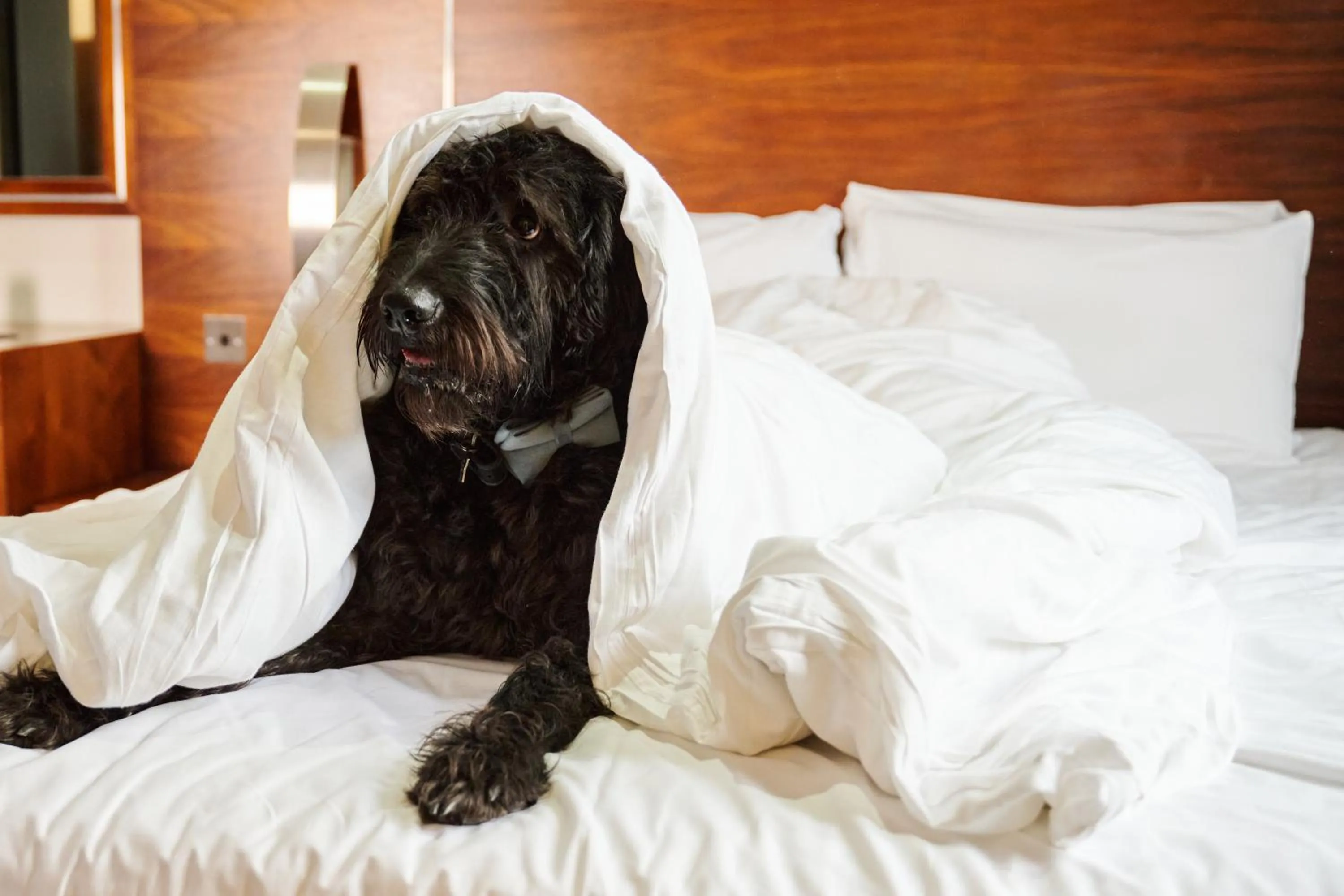 Pets, Bed in The Rutland Hotel