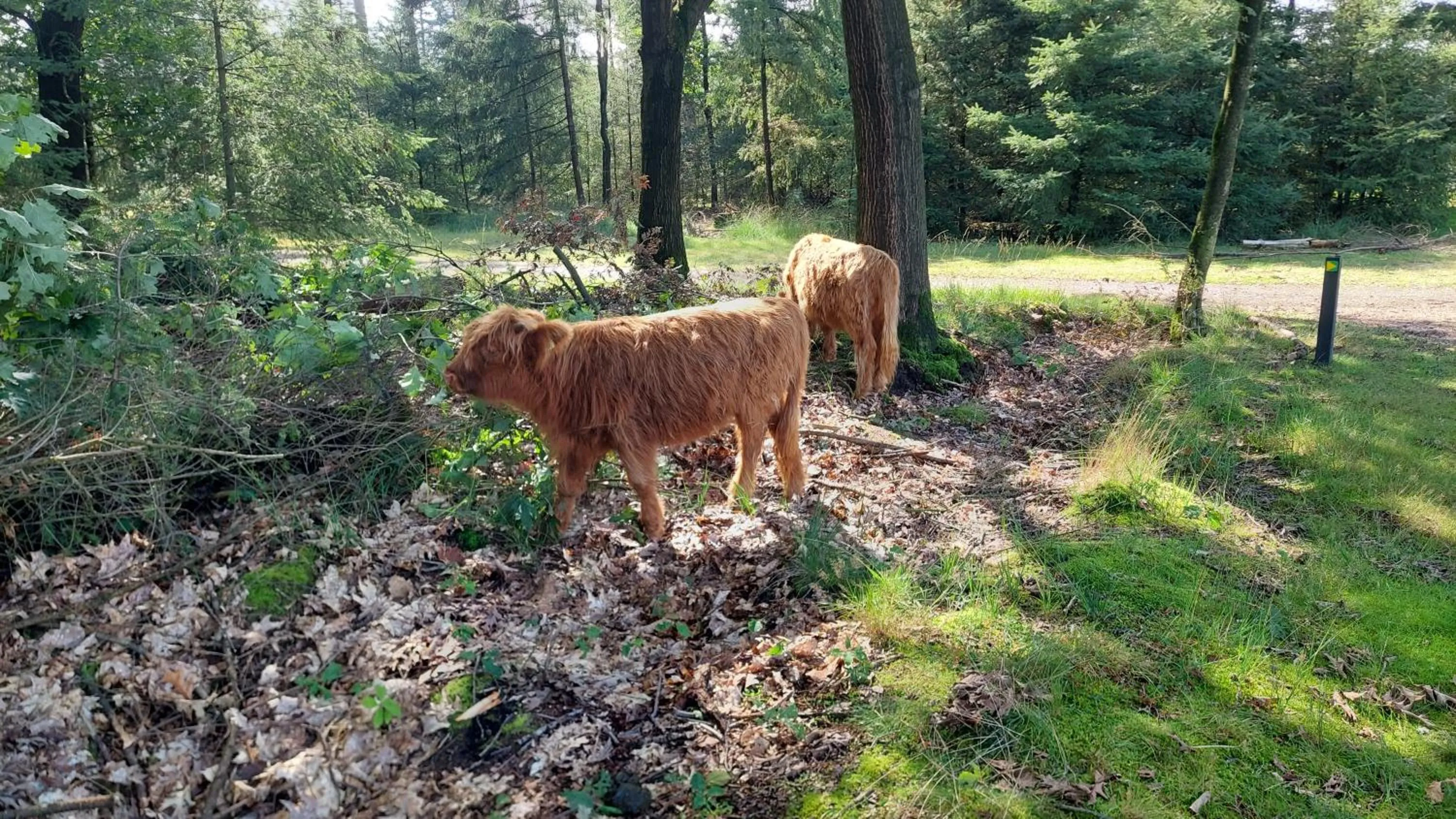 Other Animals in B en B Stipdonk