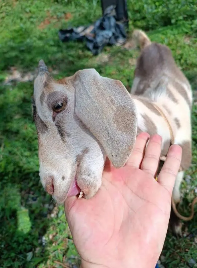 HOTEL CAMPESTRE ABRAZO DEL ANGEL
