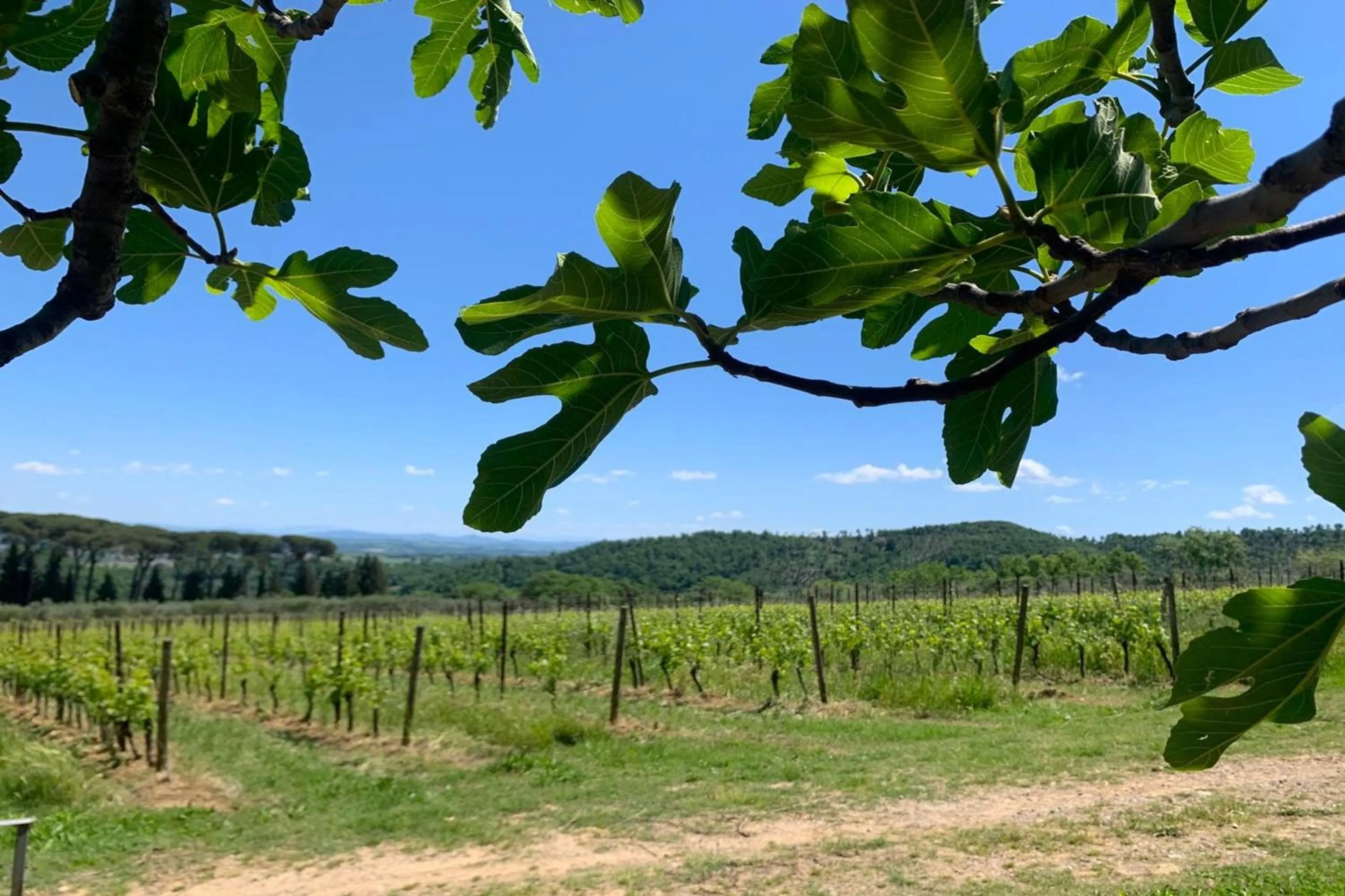 Natural landscape in Villa Boschetto by Mmega