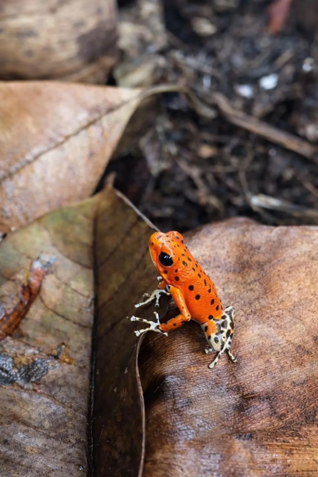 Activities in Akwaba Lodge Island Boutique Hotel