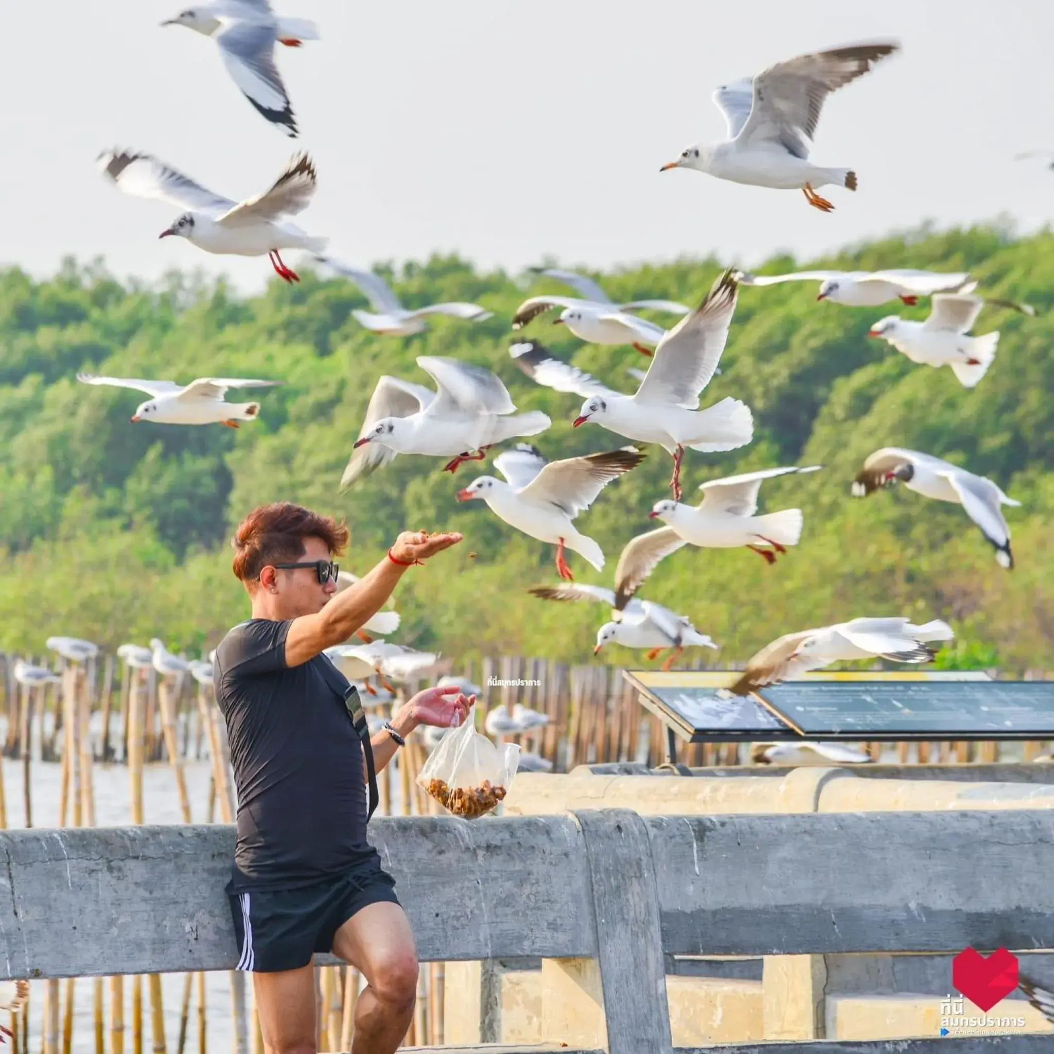 สถานตากอากาศบางปู สมุทปราการ Bang Pu Recreation Center Samut Prakan สถานตากอากาศบางปู สมุทปราการ Bang Pu Recreation Center Samut Prakan