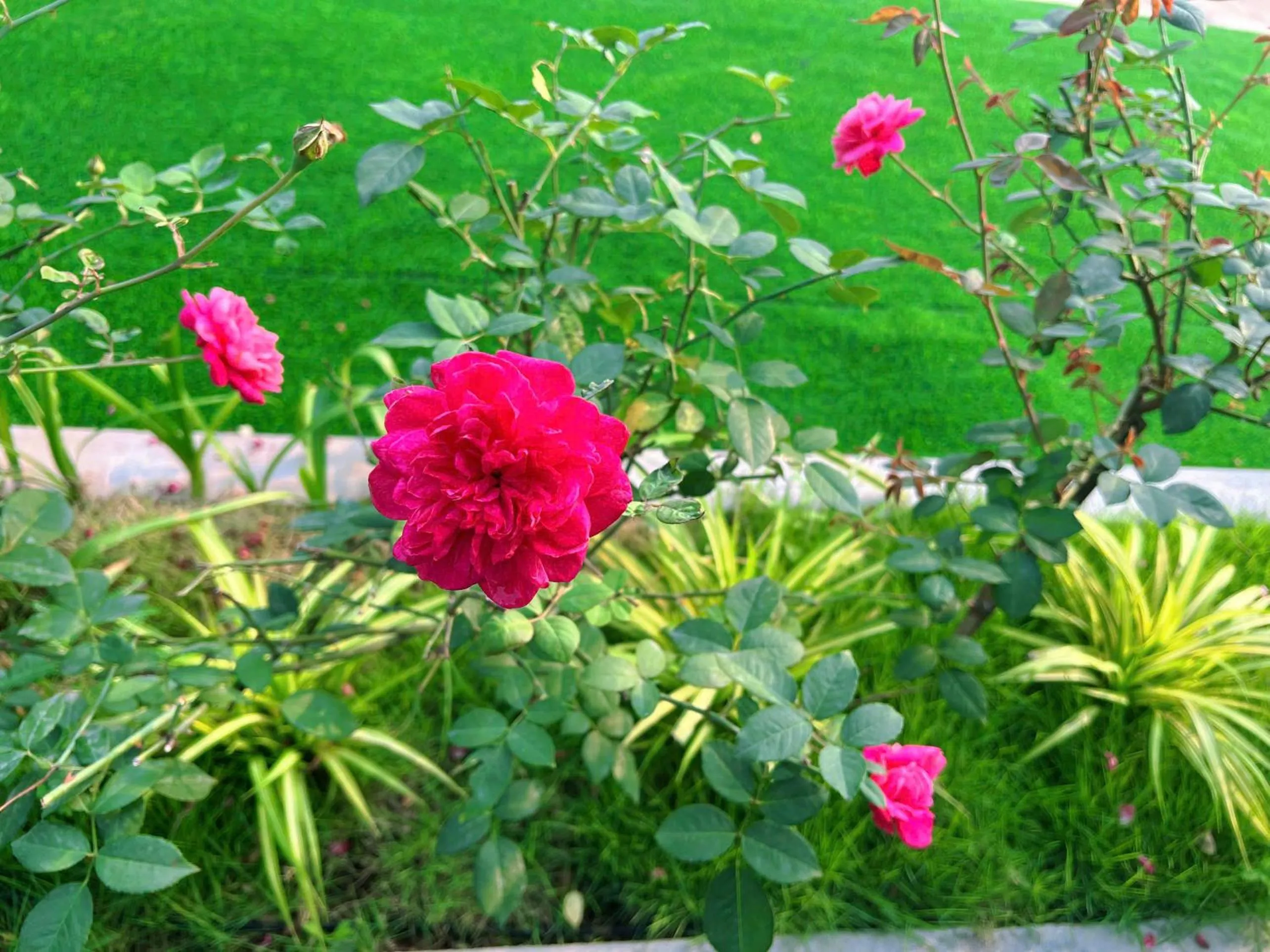 Spring in Lagom Ninh Bình Homestay