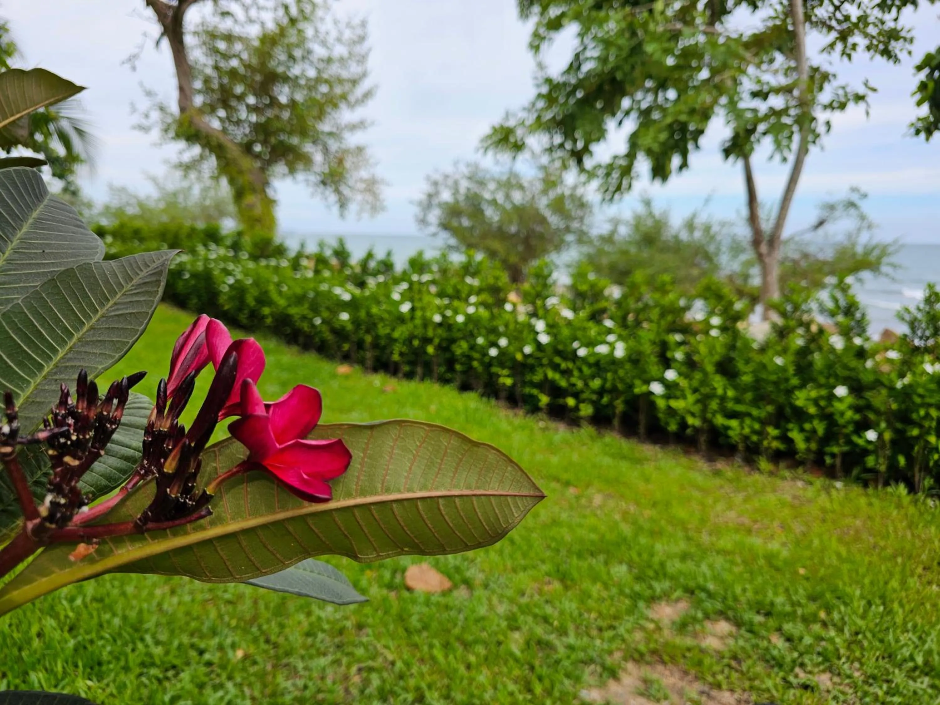 Garden in Samed Tamarind Beach Resort