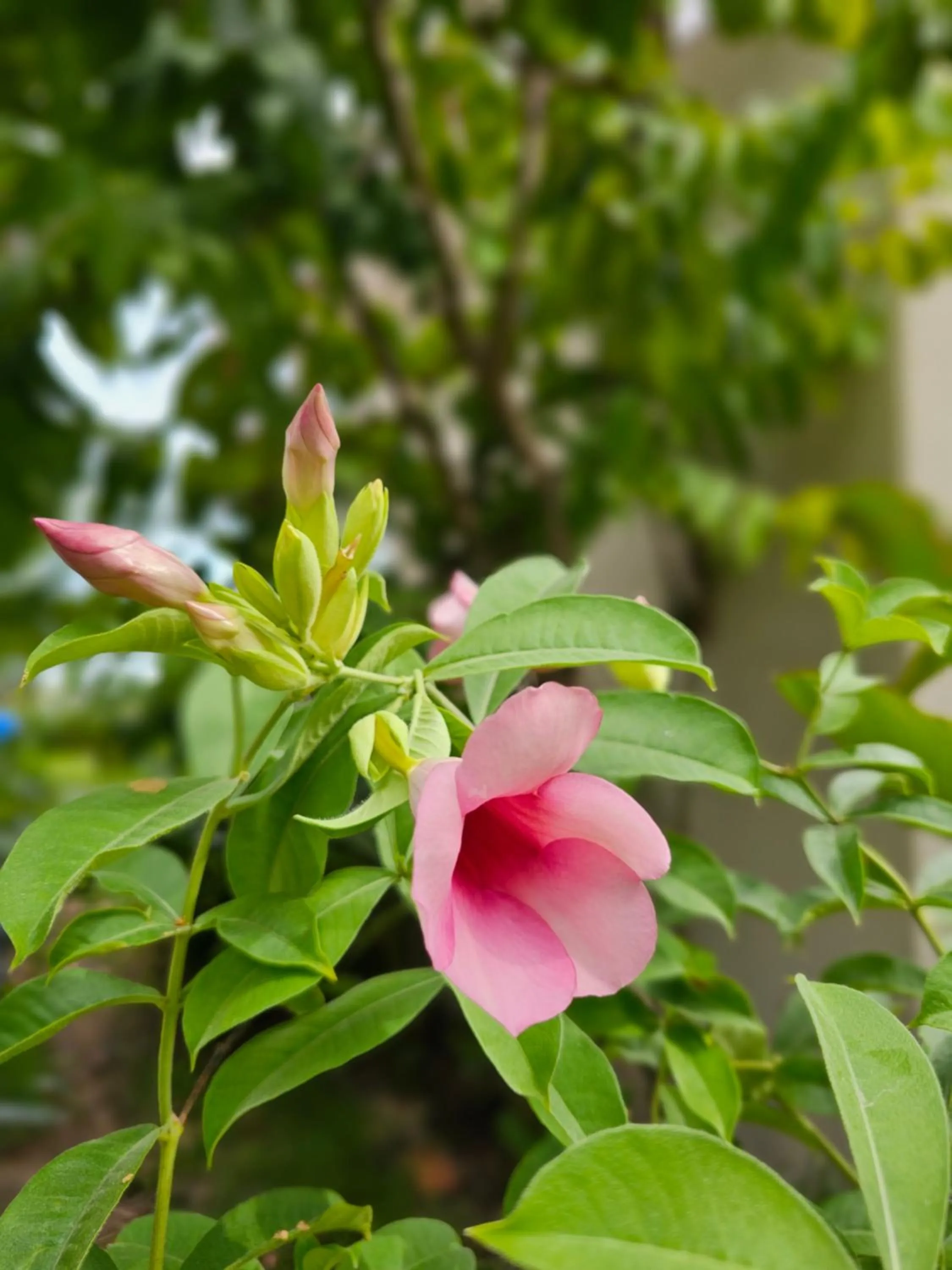 Garden in Samed Tamarind Beach Resort
