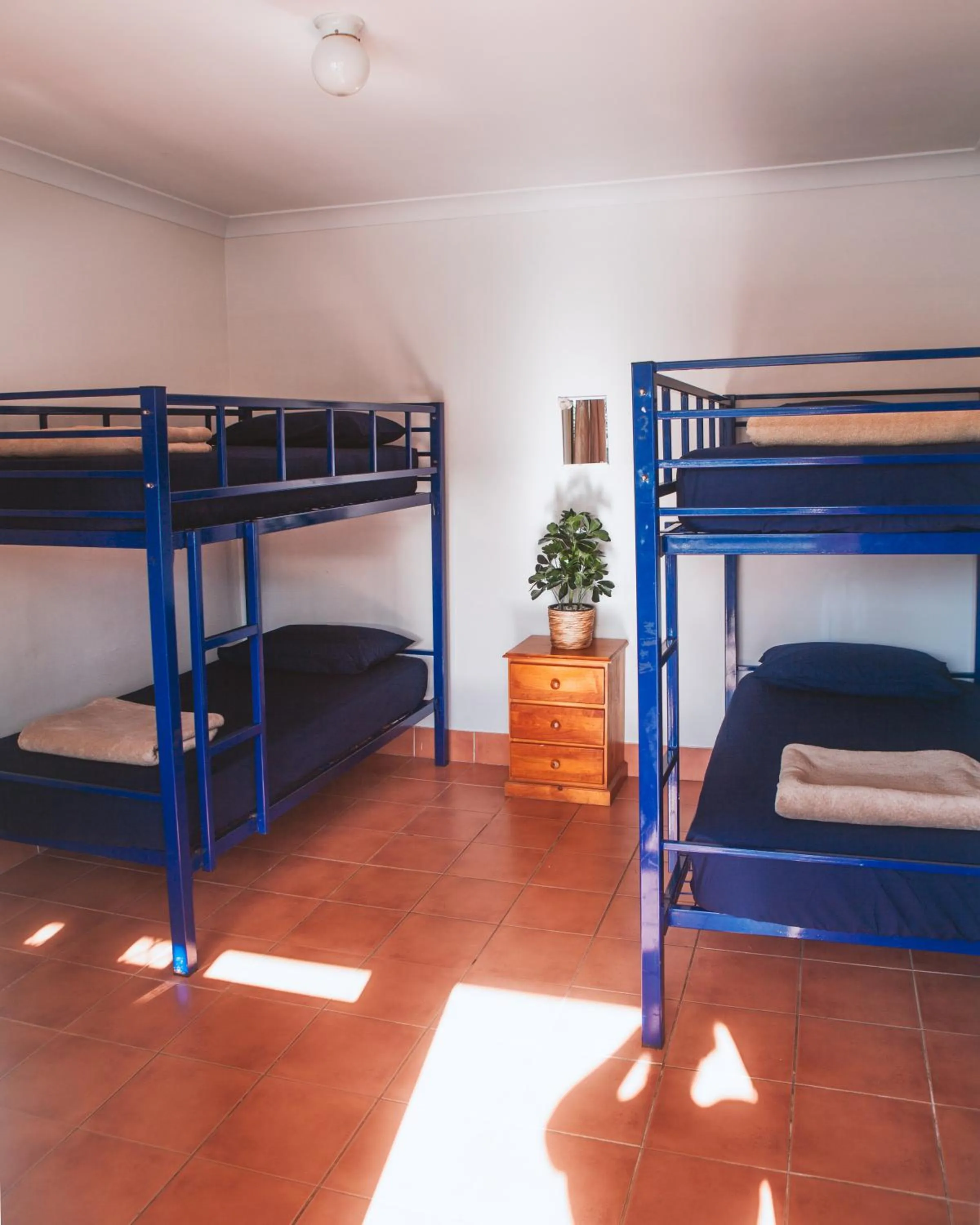 bunk bed in Budds In Surfers Backpackers