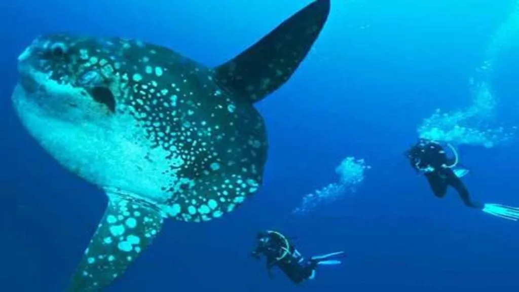 Blue Sky Villa Ceningan