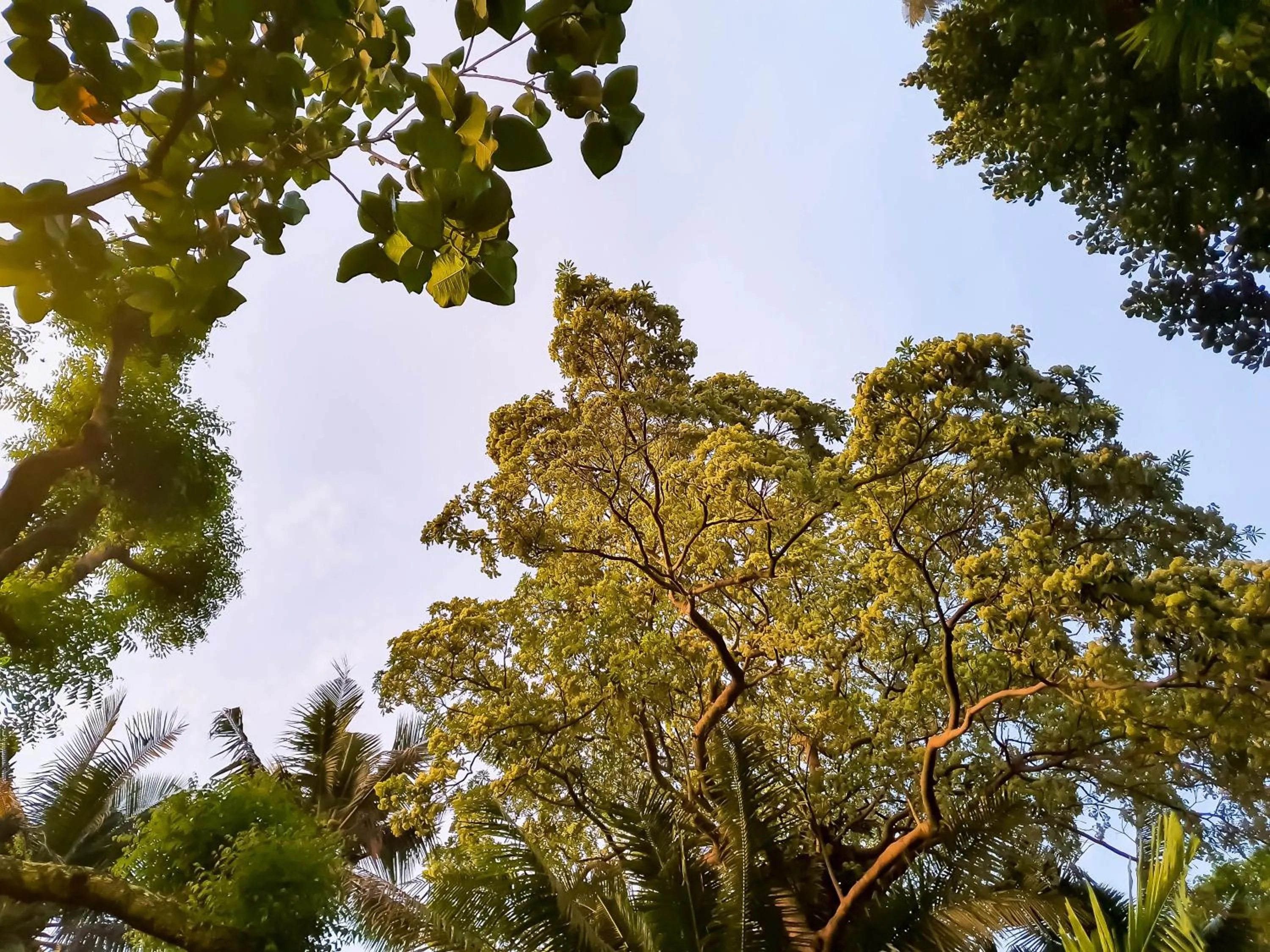 Natural landscape in Cocoloco Beach Resort