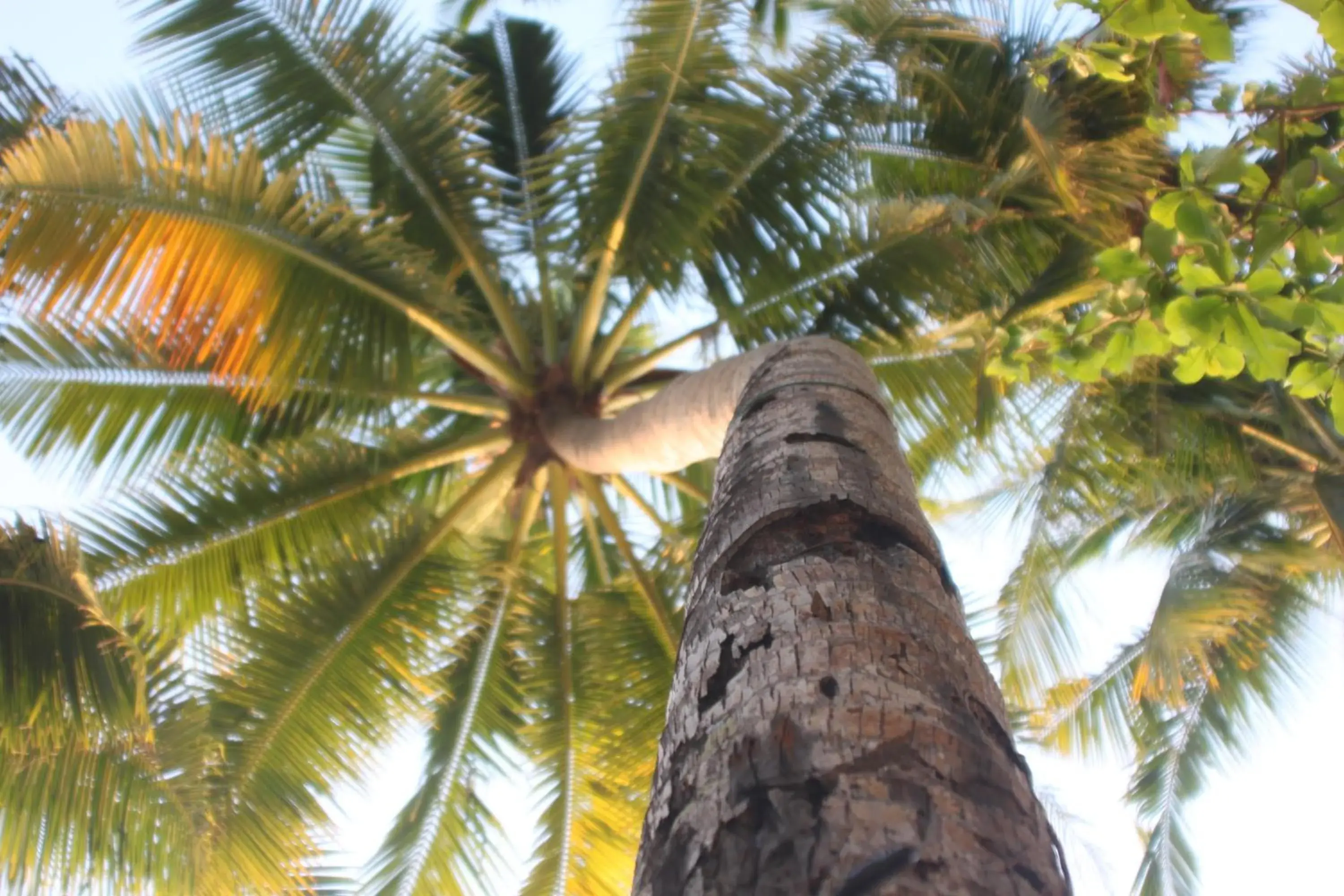Garden view in Cocoloco Beach Resort Garden view in Cocoloco Beach Resort
