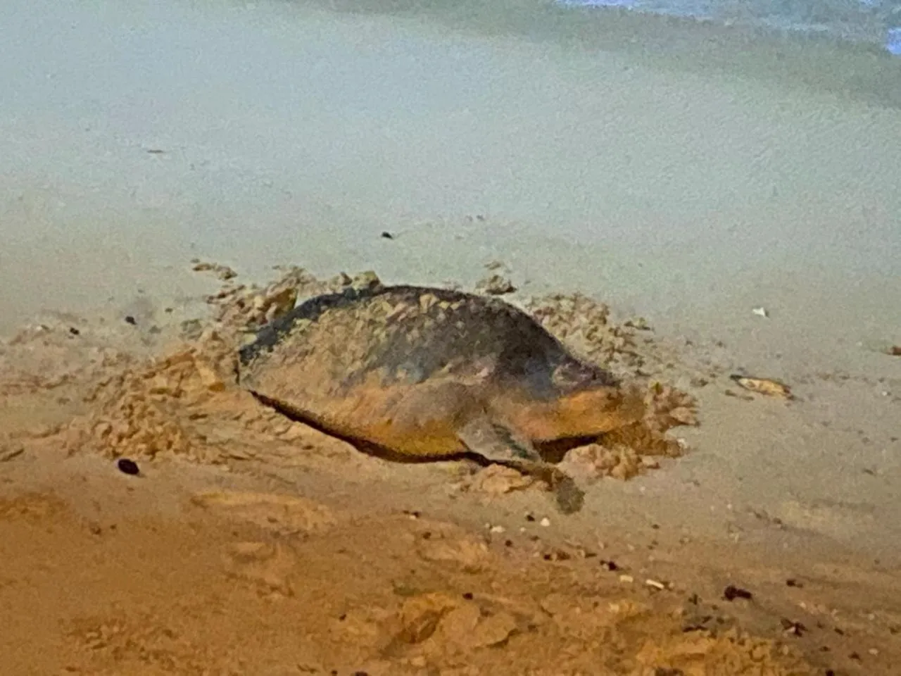 Animals in Rockside Cabanas Hotel