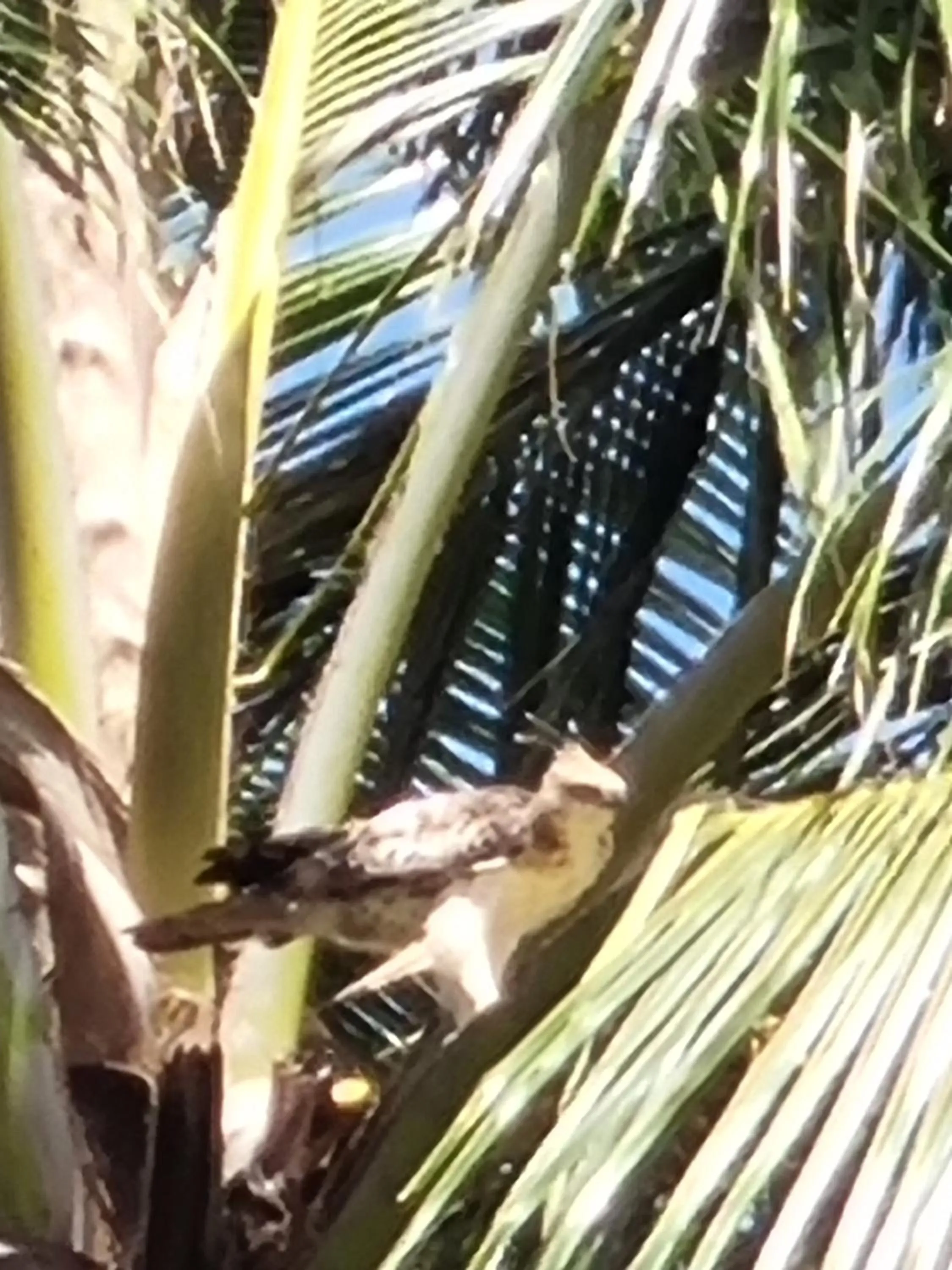 Rockside Cabanas Hotel