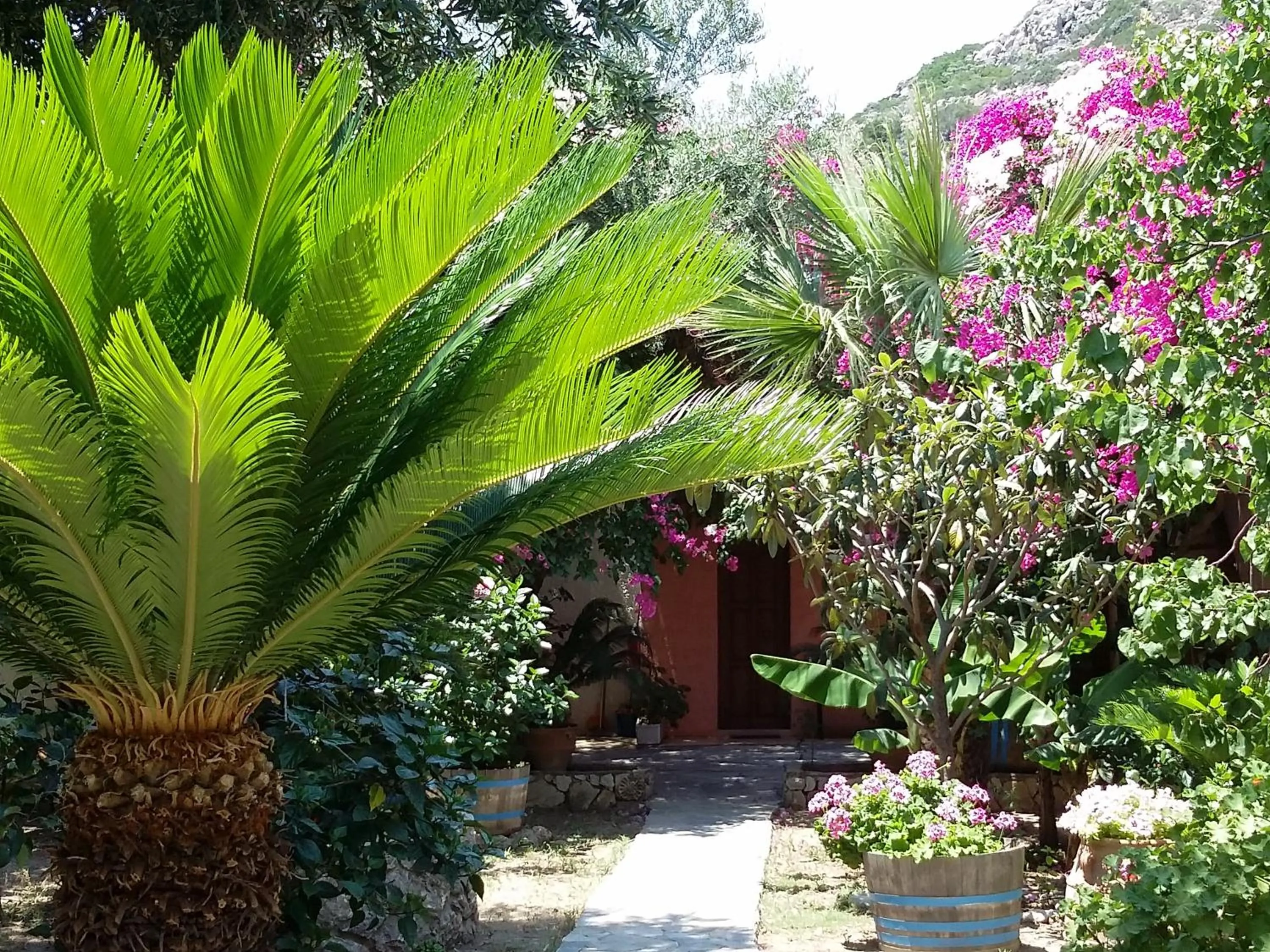 Garden view in Olive tree Cottages